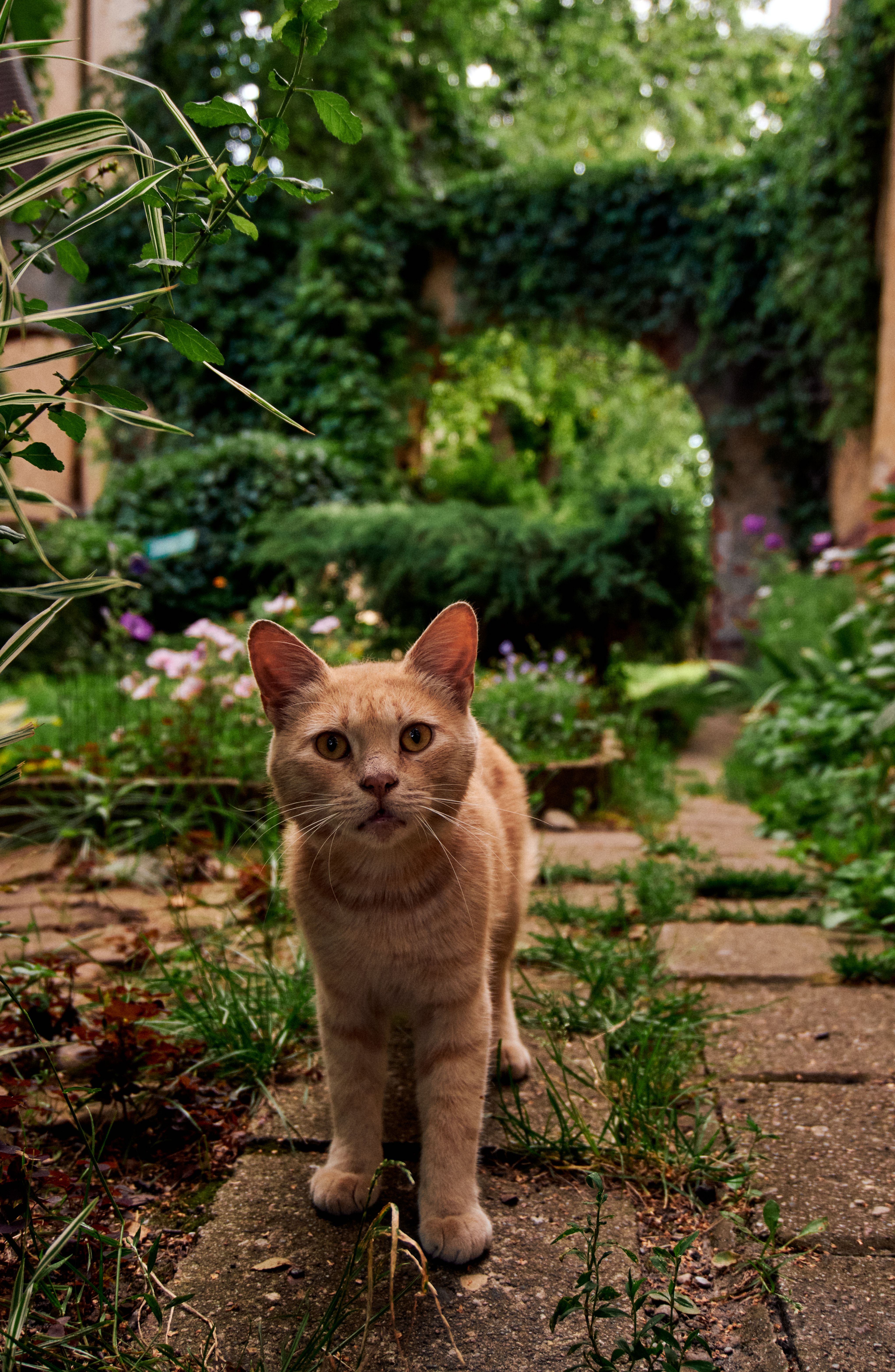 A cat is walking on a brick path · Free Stock Photo