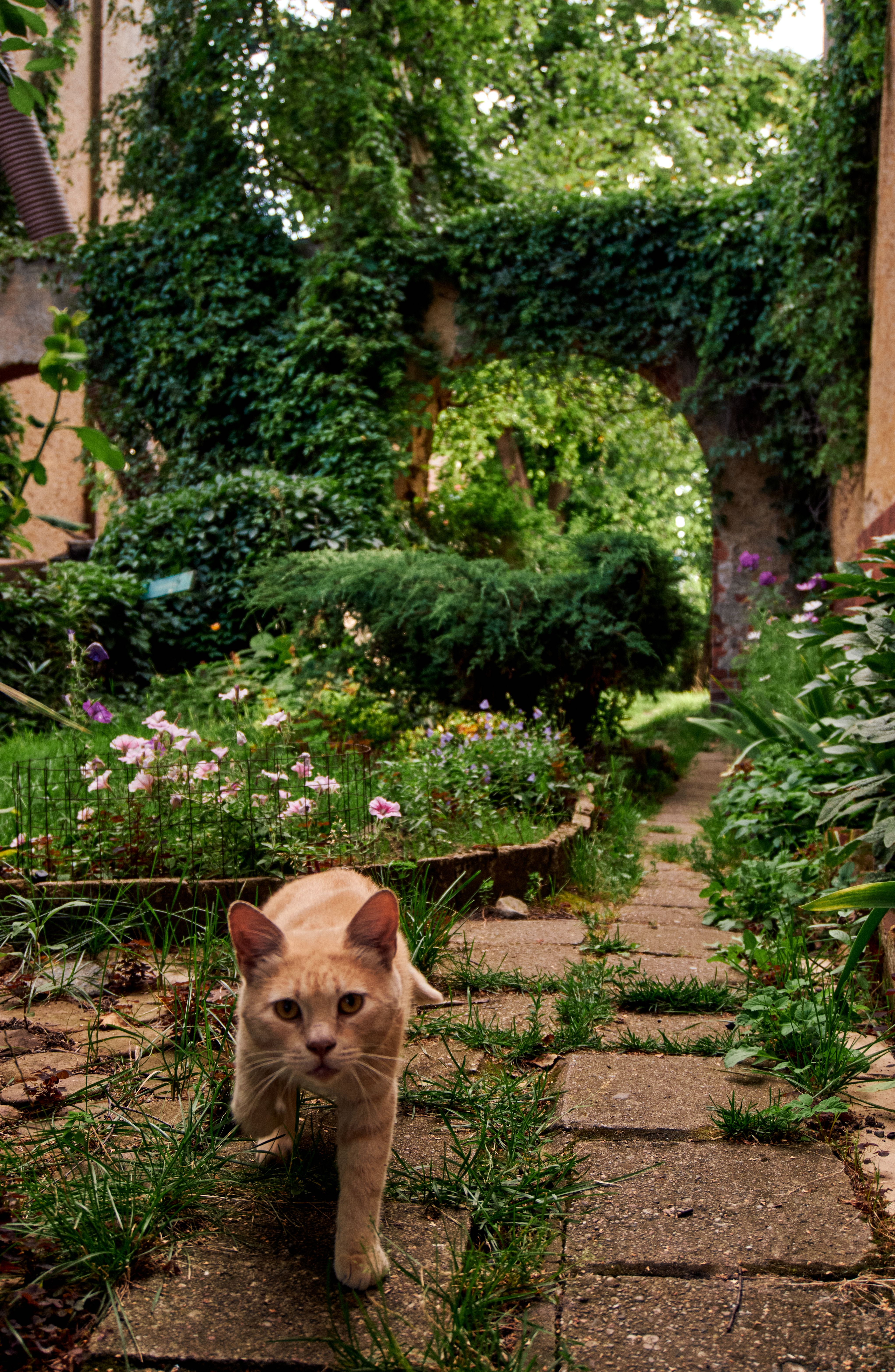 A cat walking down a path in a garden · Free Stock Photo