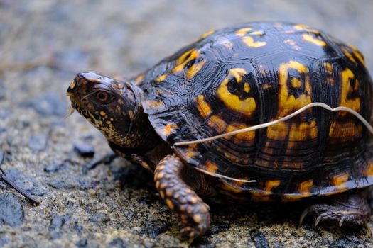 Free stock photo of amphibian, animal, backyard