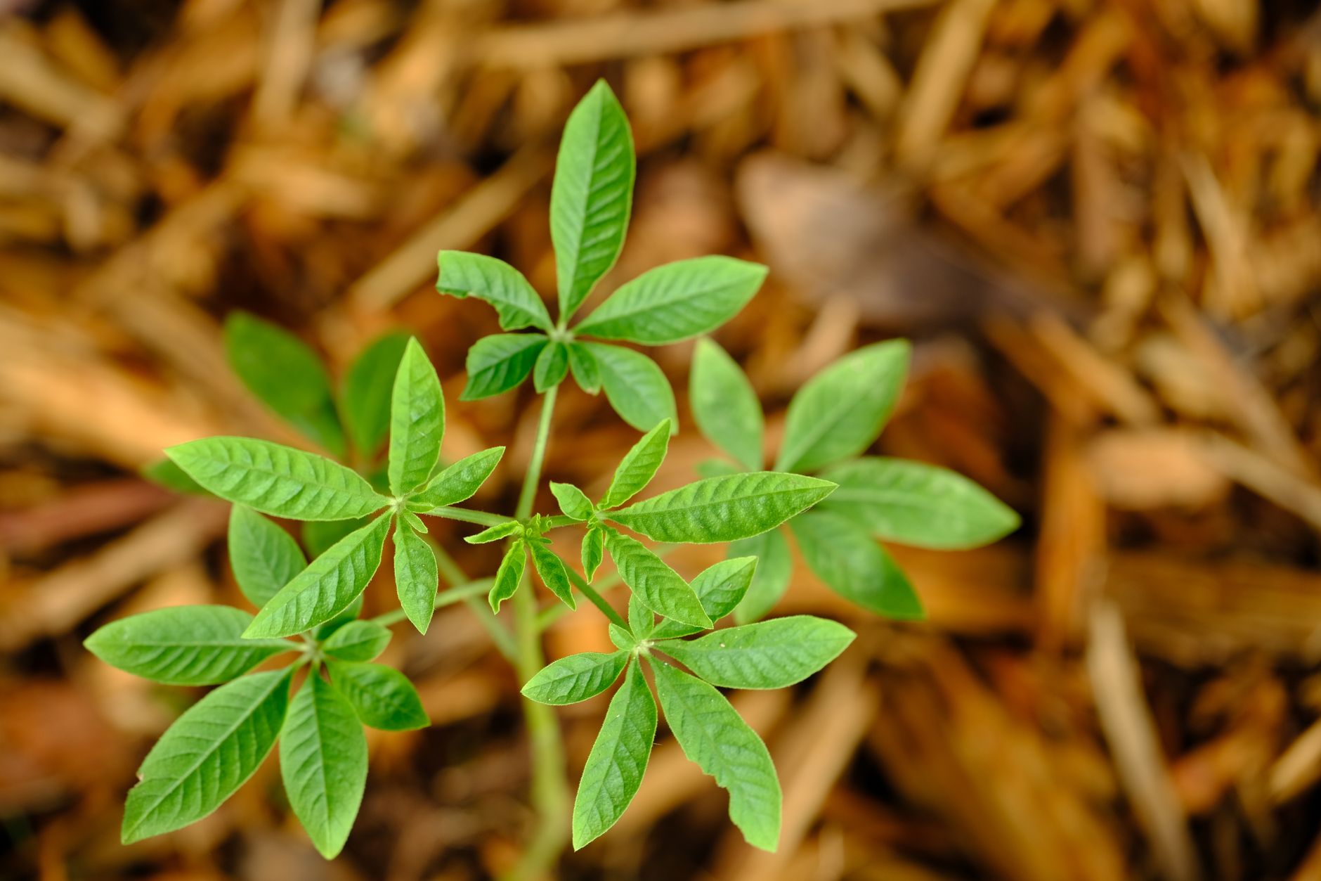 mulch around new perennial plant