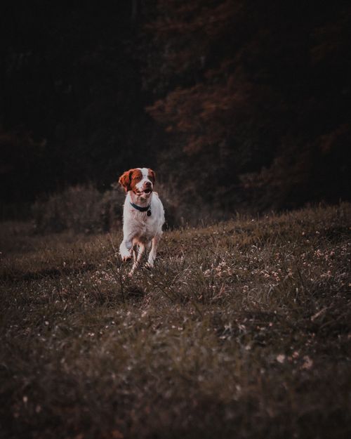 Free Brittany Spaniel dashes across a grassy field with trees in the background, capturing a moment of playful freedom. Stock Photo