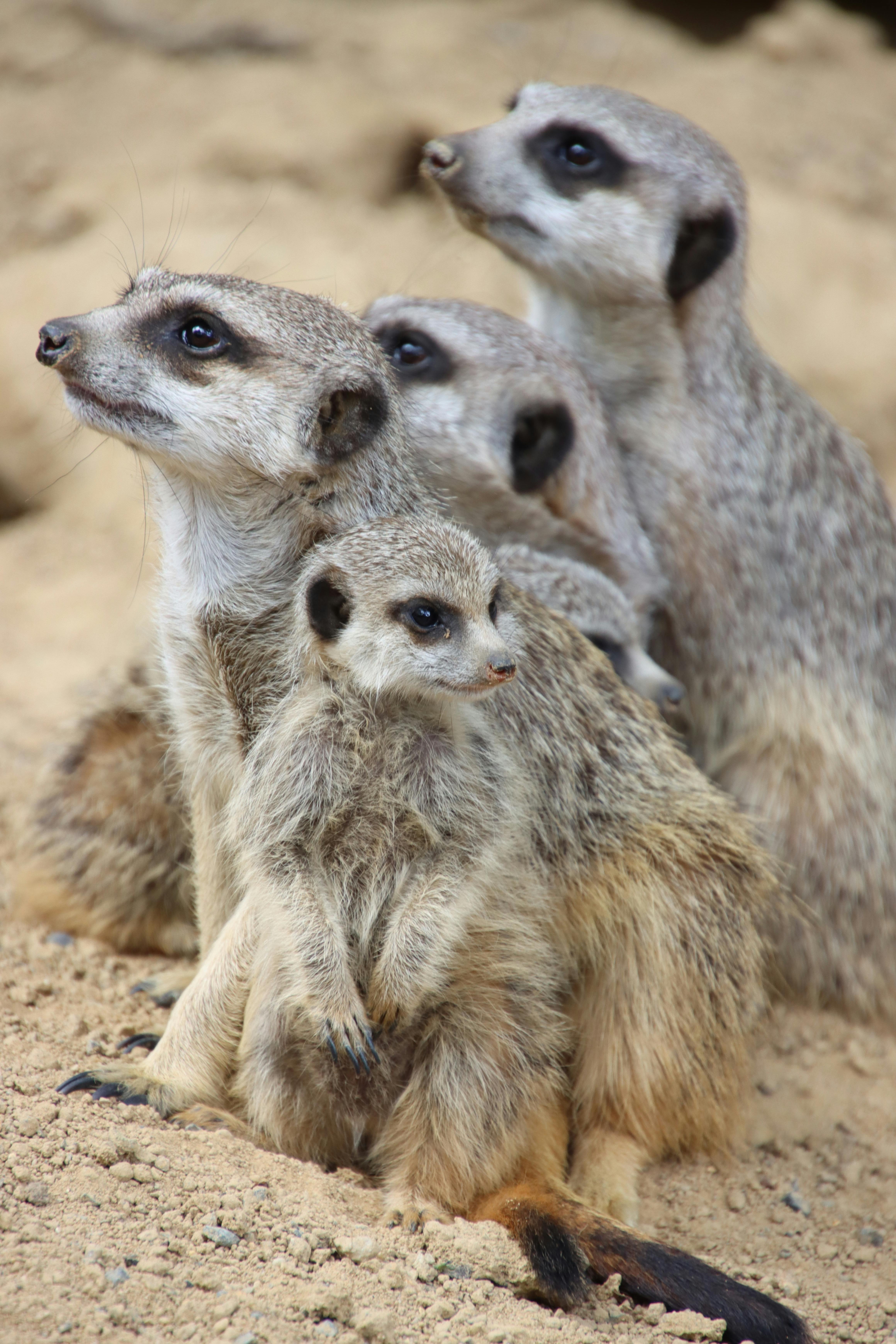 A group of meerkats