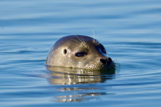 Harbor Seal