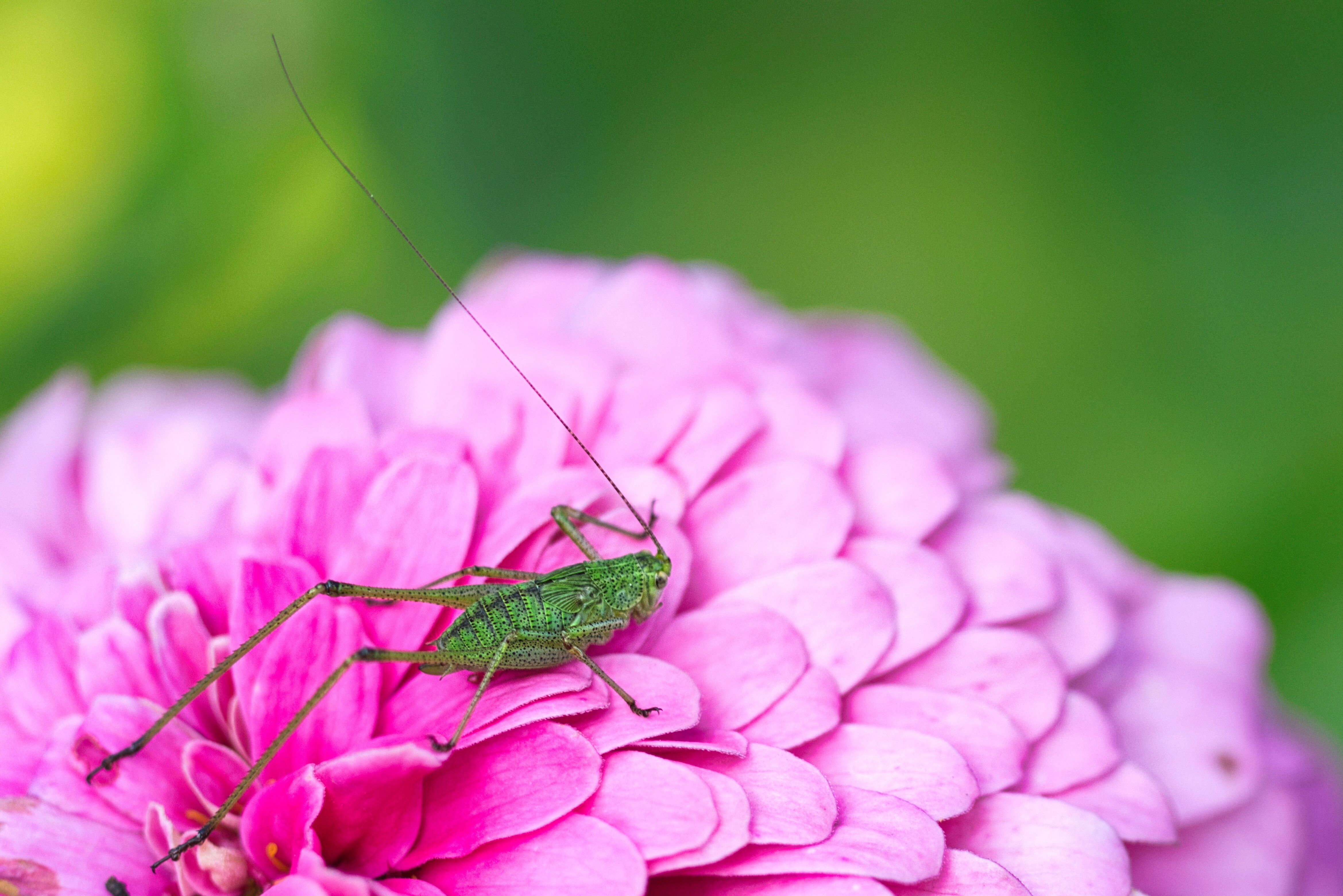 A green insect sitting on top of a pink flower · Free Stock Photo