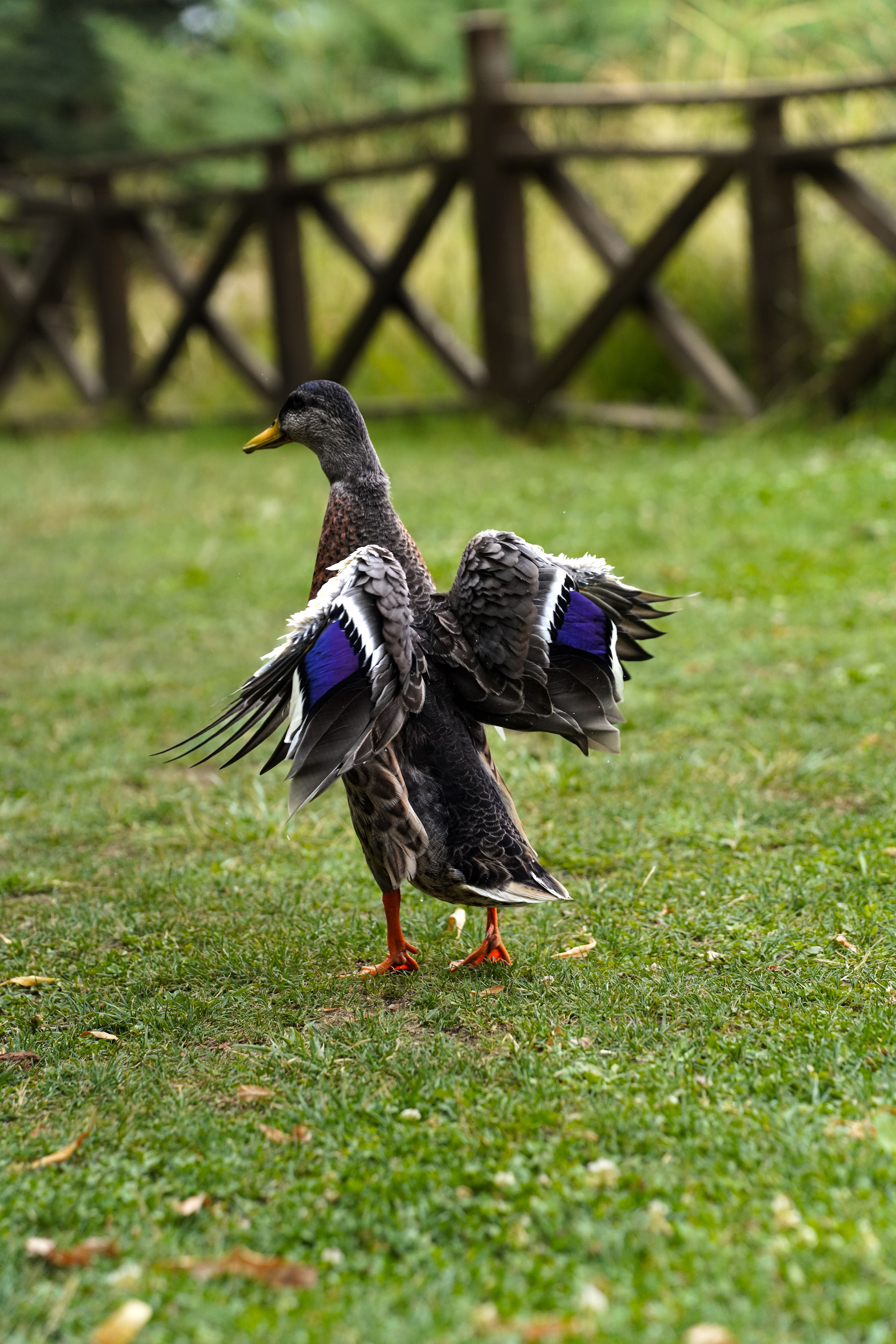 Running Duck Photos, Download The BEST Free Running Duck Stock Photos ...