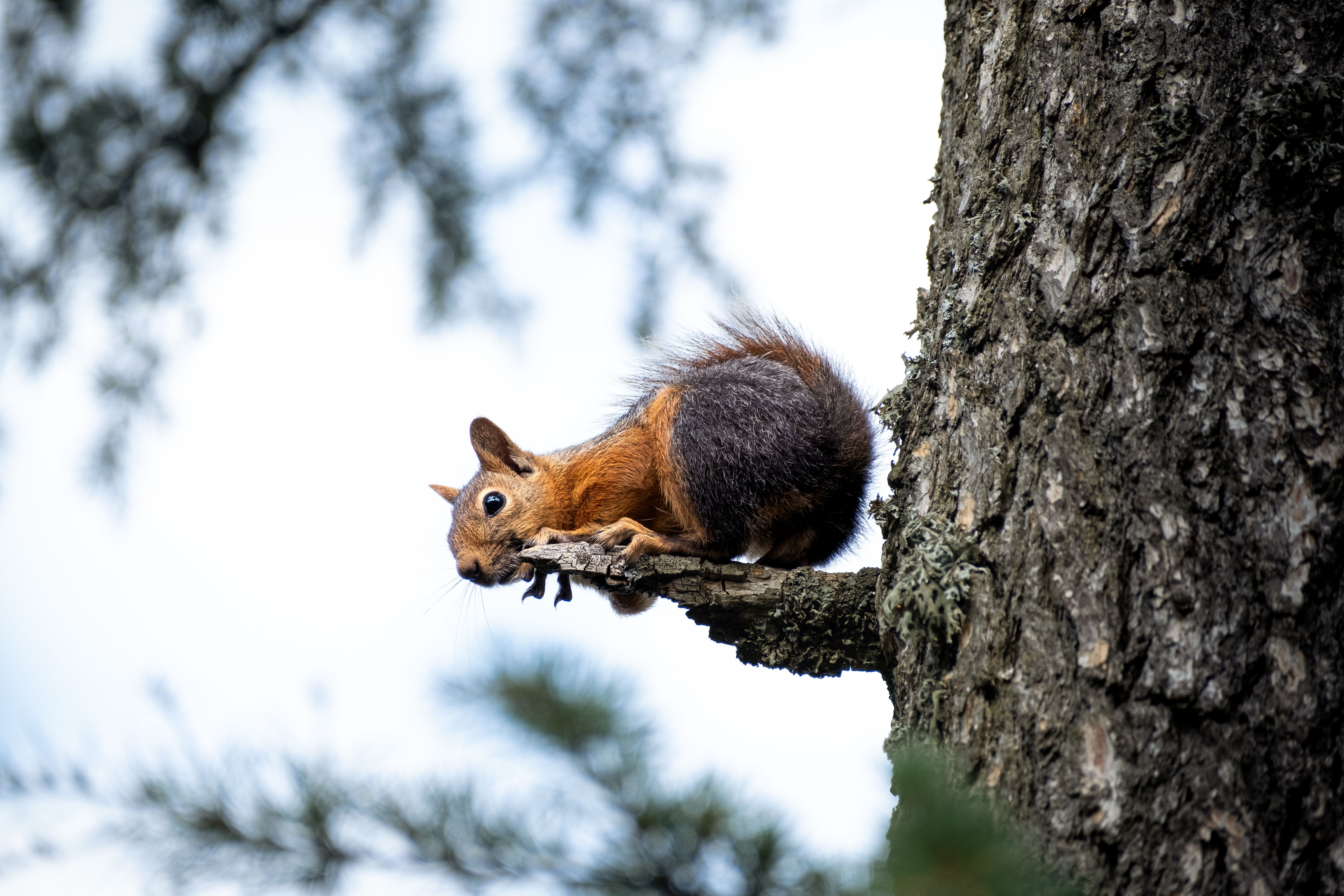 foxes climb trees
