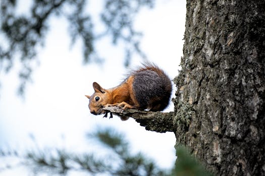 Immagine gratuita di abbaiare, adorabile, albero