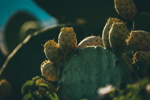 Cactus