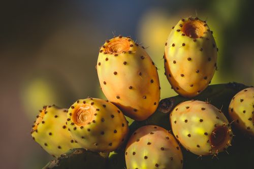 Free Vibrant prickly pear cactus fruit growing outdoors in warm sunlight. Stock Photo