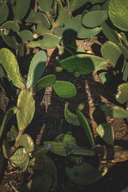 Free Sunlit prickly pear cacti casting shadows, showcasing lush green pads. Stock Photo