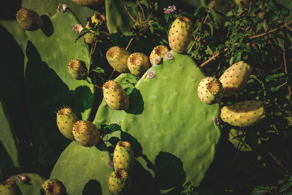 Tunas frescas de nopal y limas brasileñas en mercado de frutas