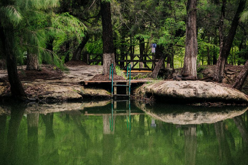 A serene forest view with trees reflecting in a calm pond, perfect for nature lovers.