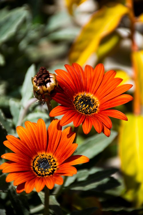 Free stock photo of african daisy, blossoms, flower