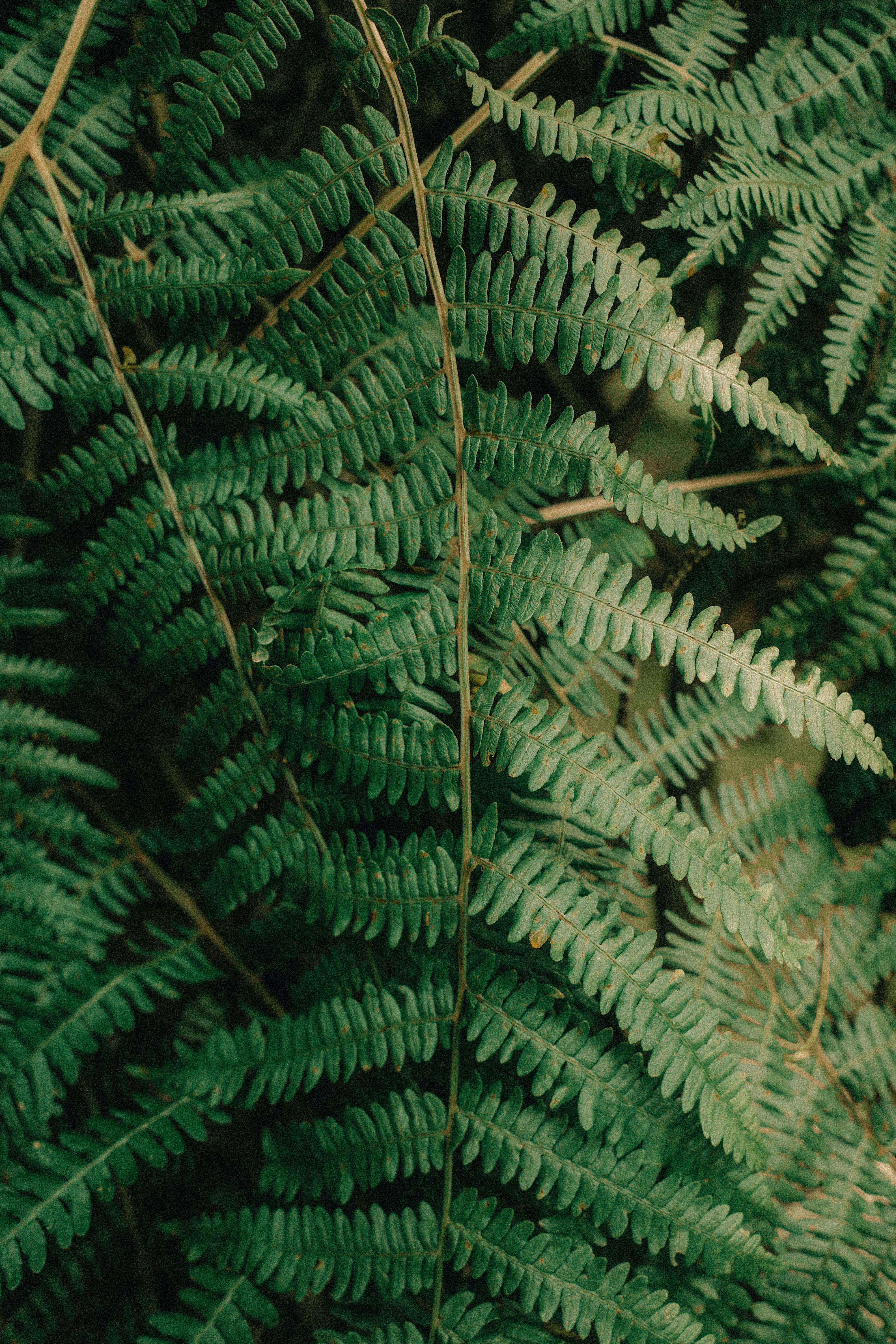 Closeup of lush green fern fronds showcasing natural patterns and textures in a tropical forest
