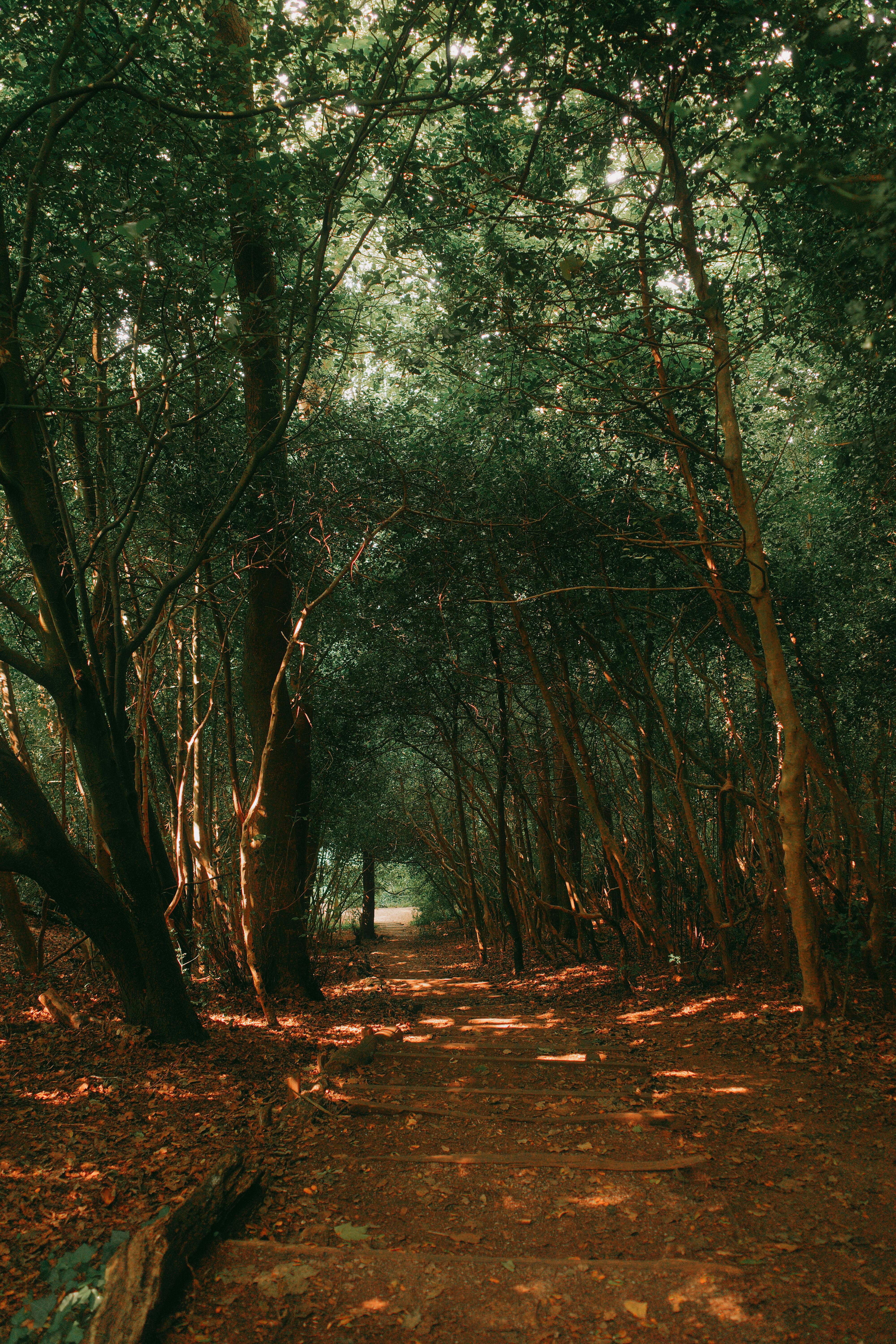 Serene path through lush forest in Conwy, Wales - perfect for nature walks.