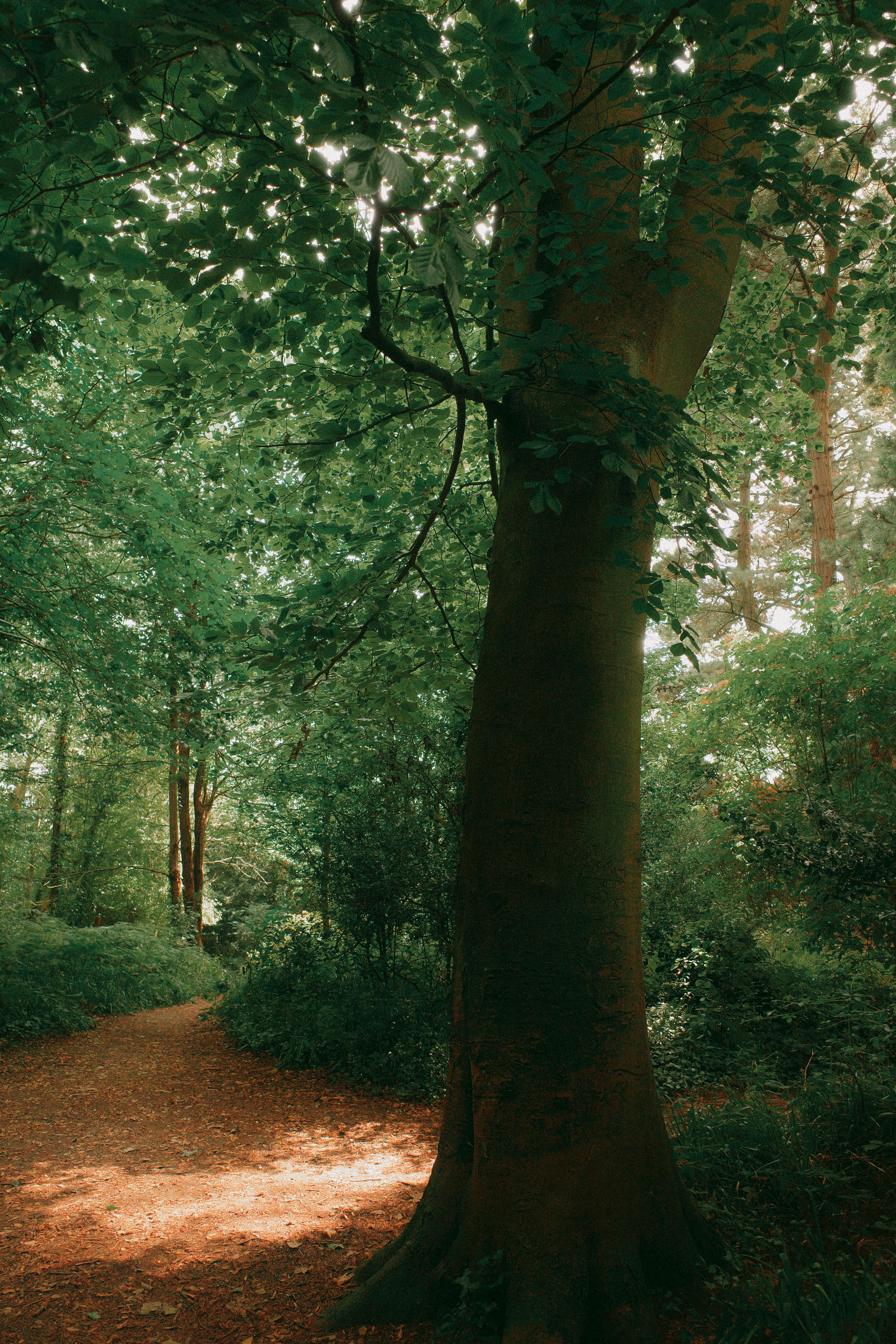 Serene forest scene with lush greenery and sunlight filtering through leaves in Conwy, Wales.