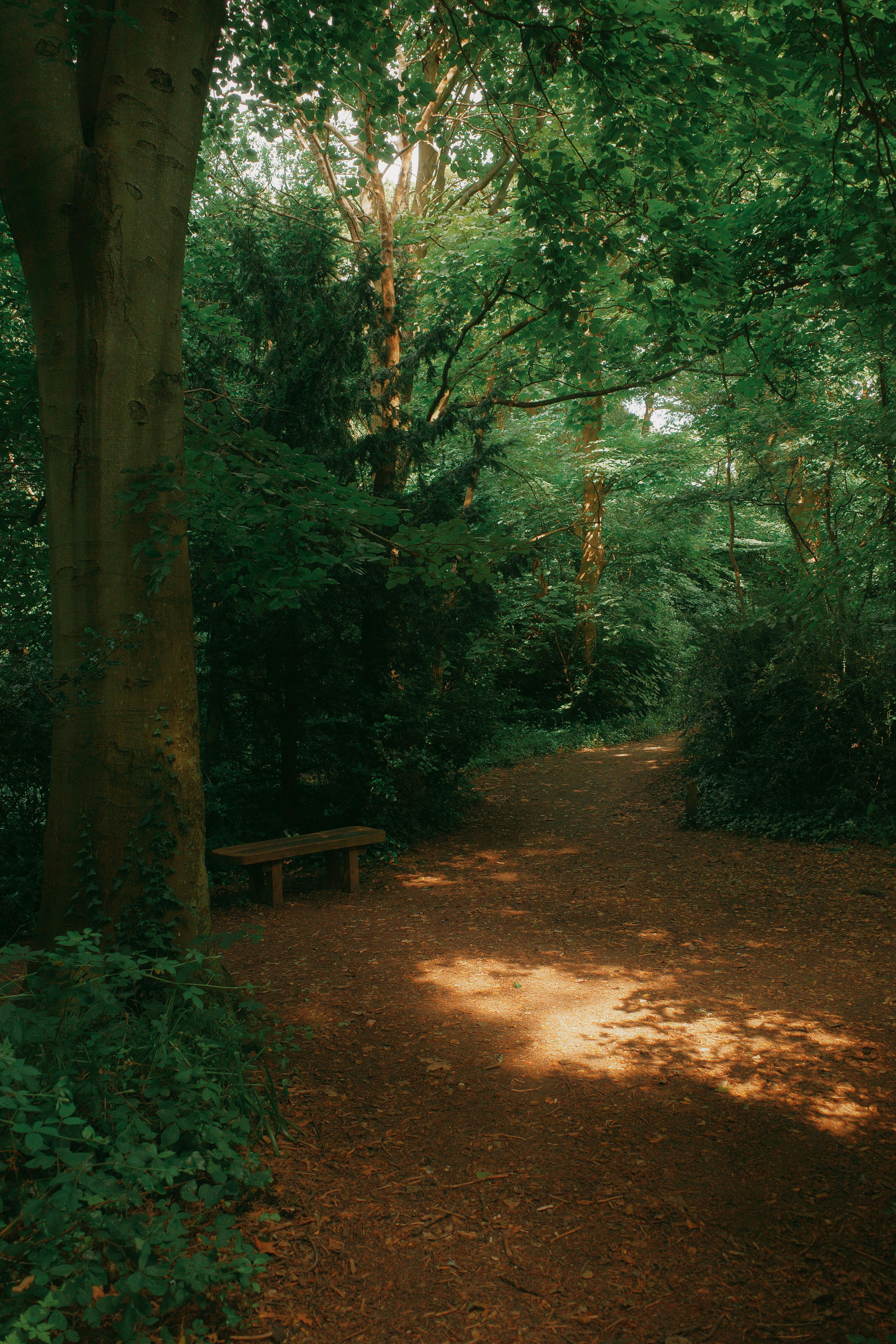 Peaceful forest trail with sunlit canopy in Conwy, Wales, perfect for an autumn walk.