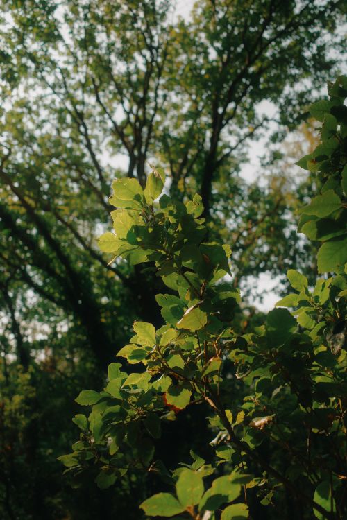 Free Lush green leaves and tall trees bathed in sunlight in a serene forest. Stock Photo