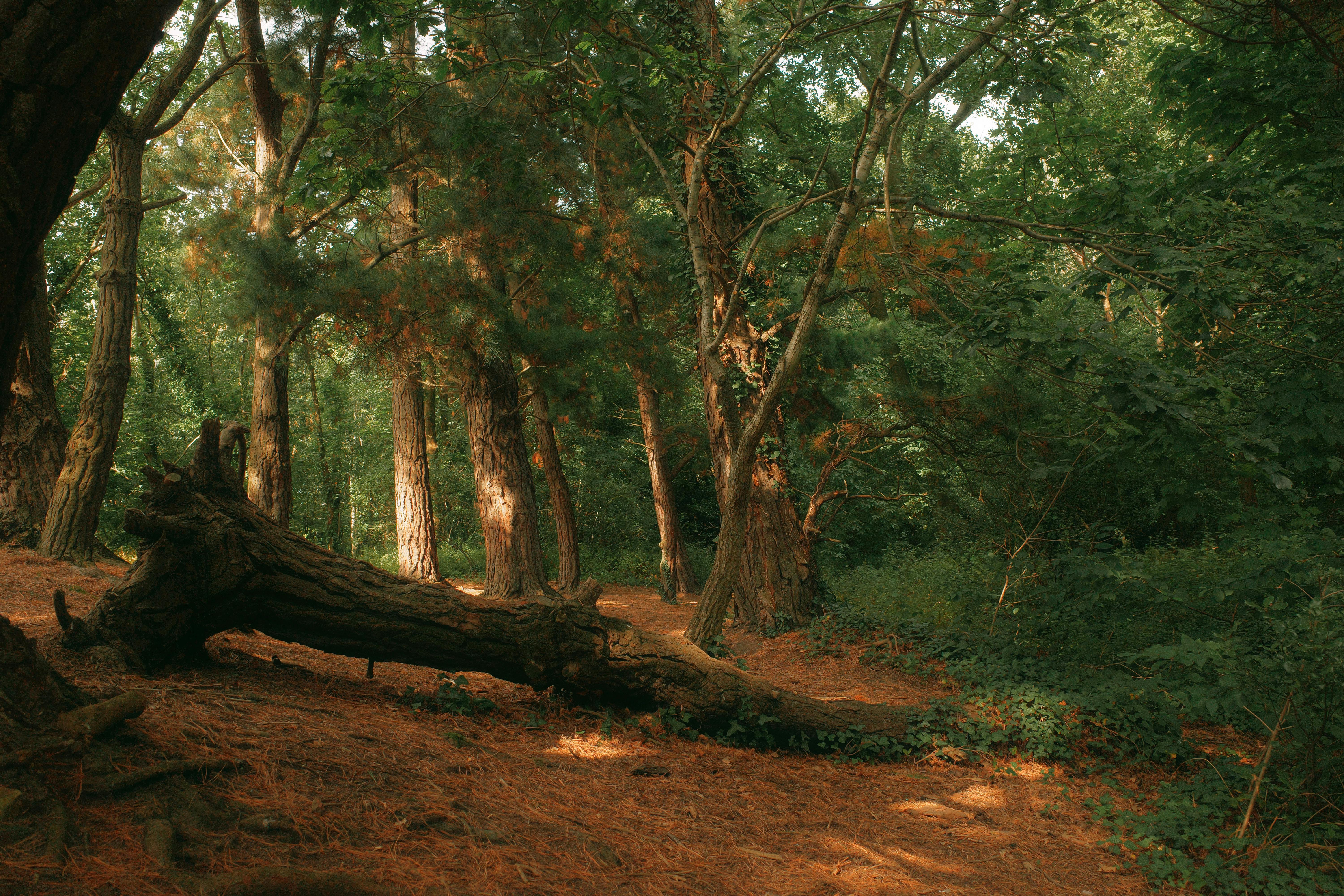 Tranquil forest with lush trees and fallen branches in Conwy, Wales.