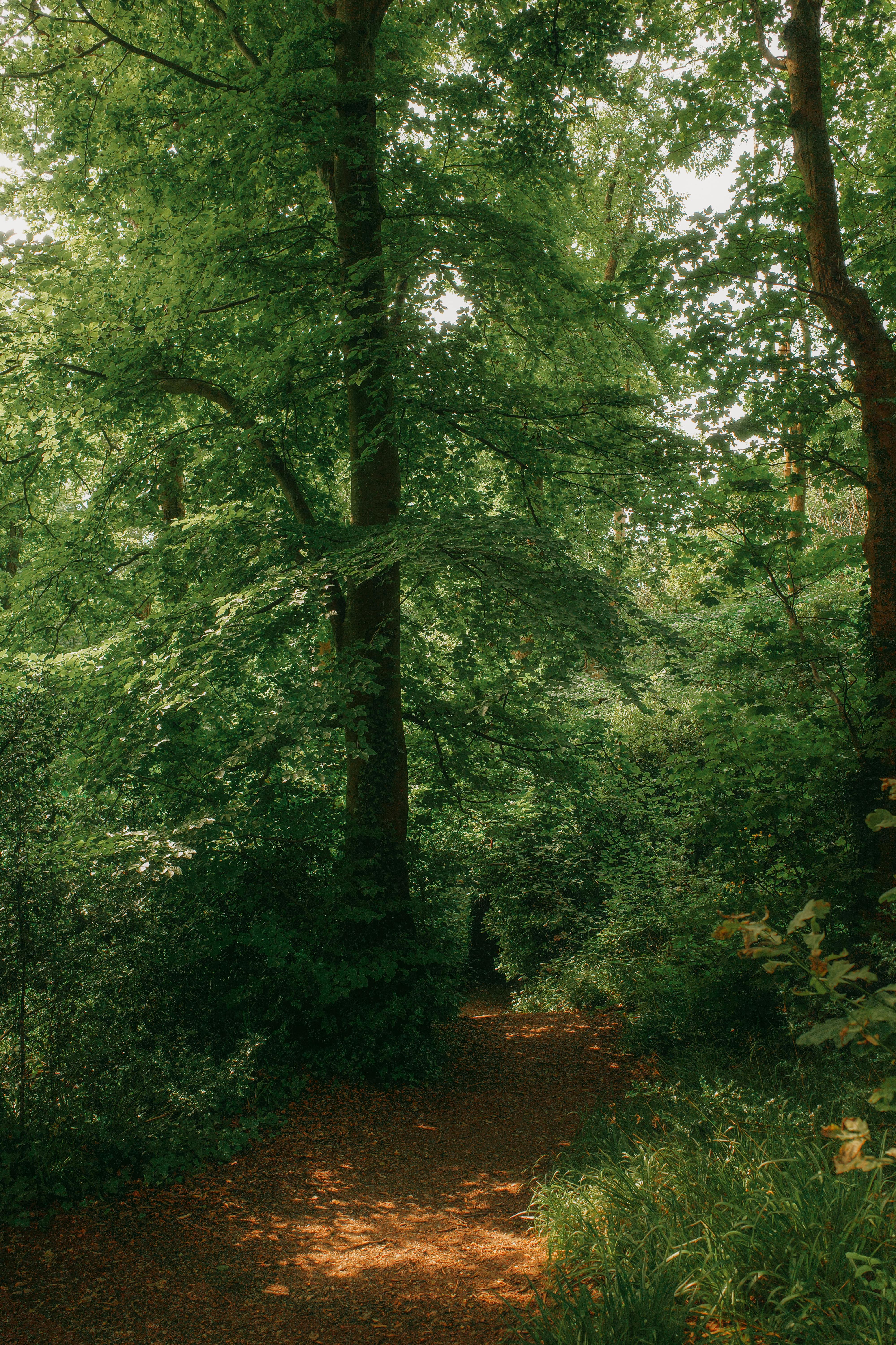 A tranquil forest path surrounded by towering trees and abundant greenery, perfect for nature walks and reflection.