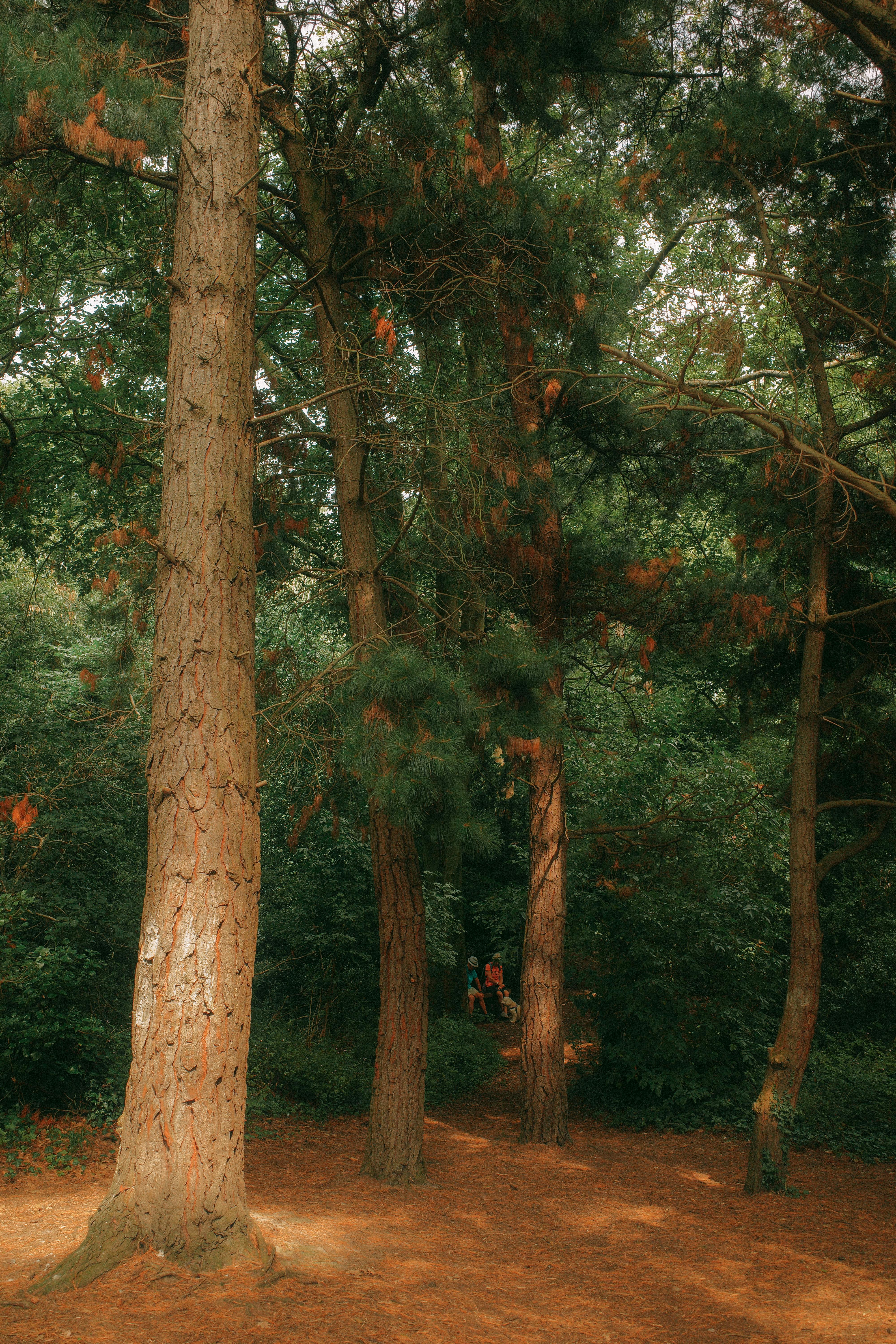 Serene forest path surrounded by towering conifers in soft autumn sunlight.