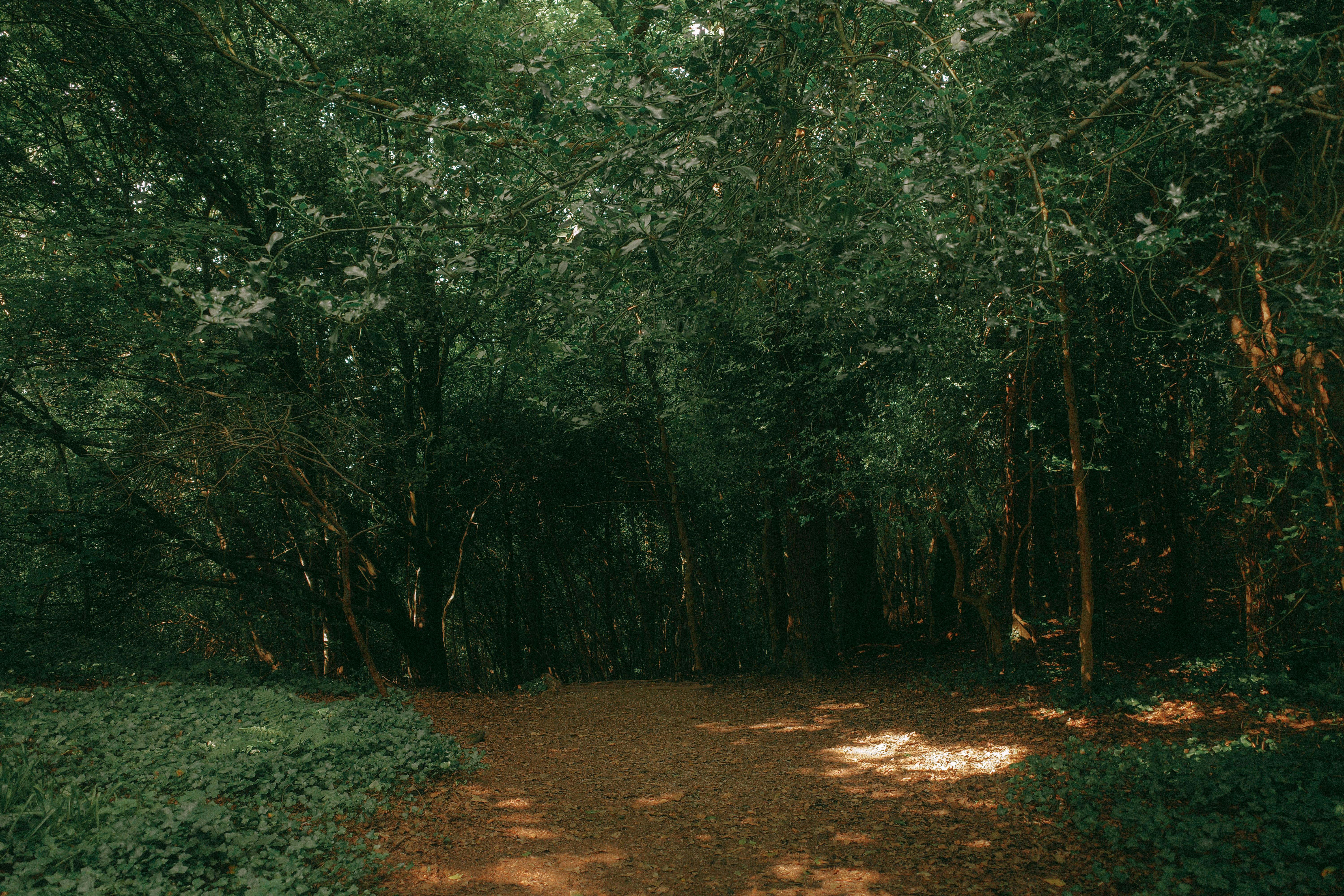 Tranquil forest pathway with sunlight filtering through lush trees, illustrating natural beauty.
