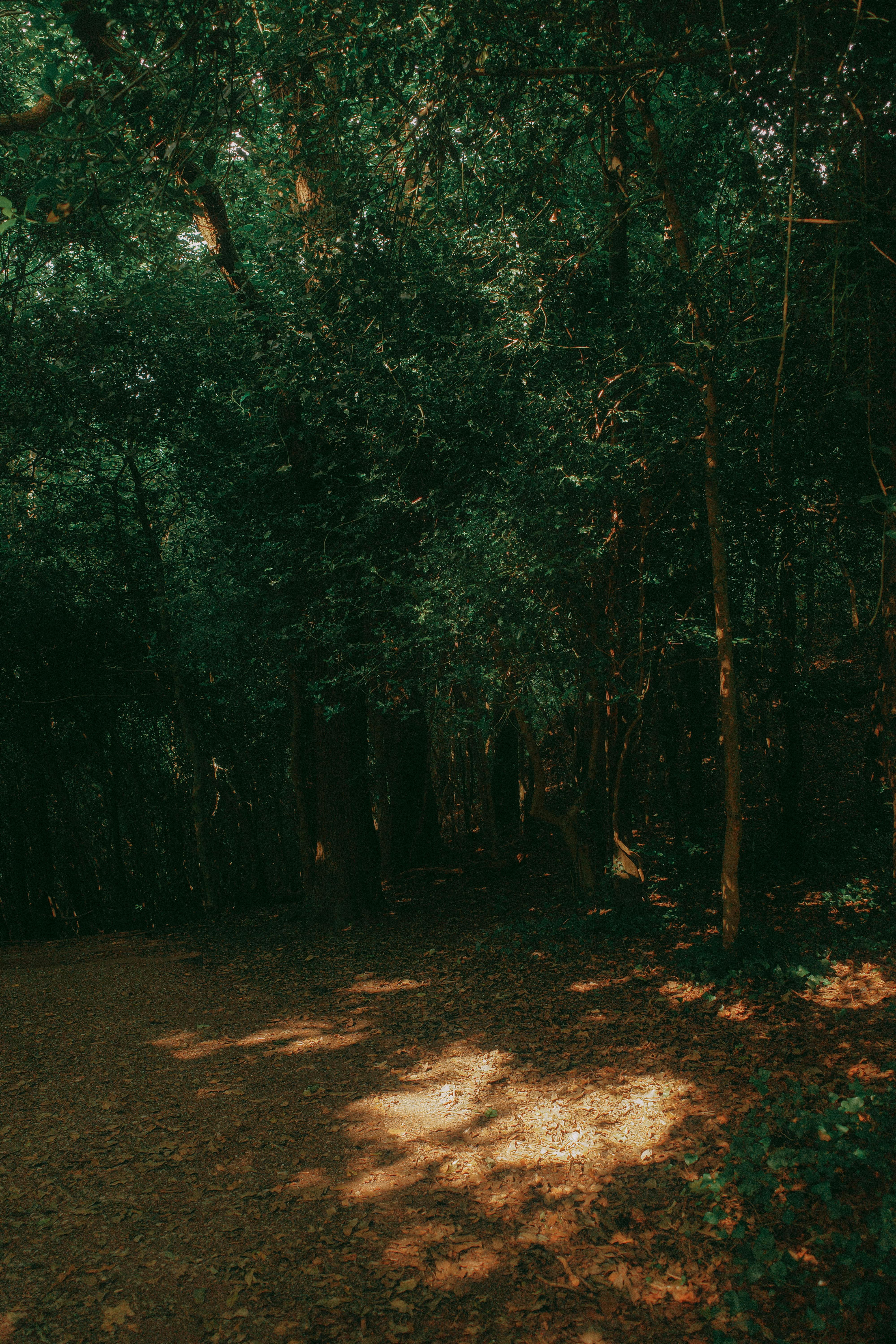 A mysterious forest with dappled sunlight creating a serene, vintage atmosphere.