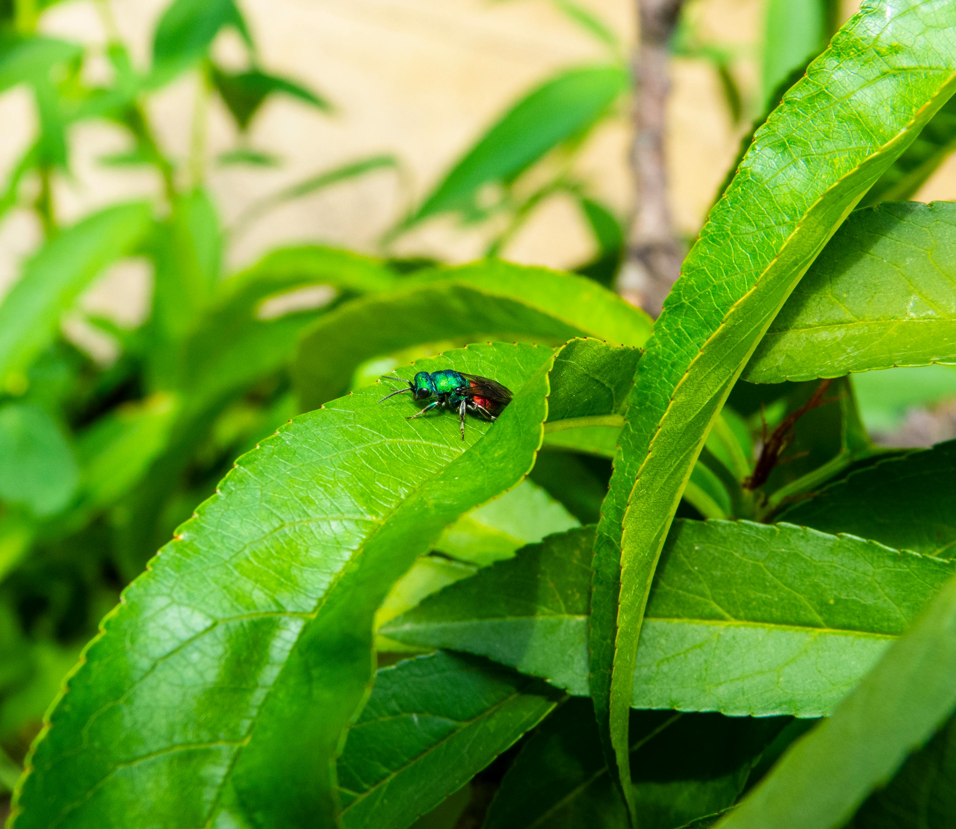 free-stock-photo-of-bug-bugs-colored