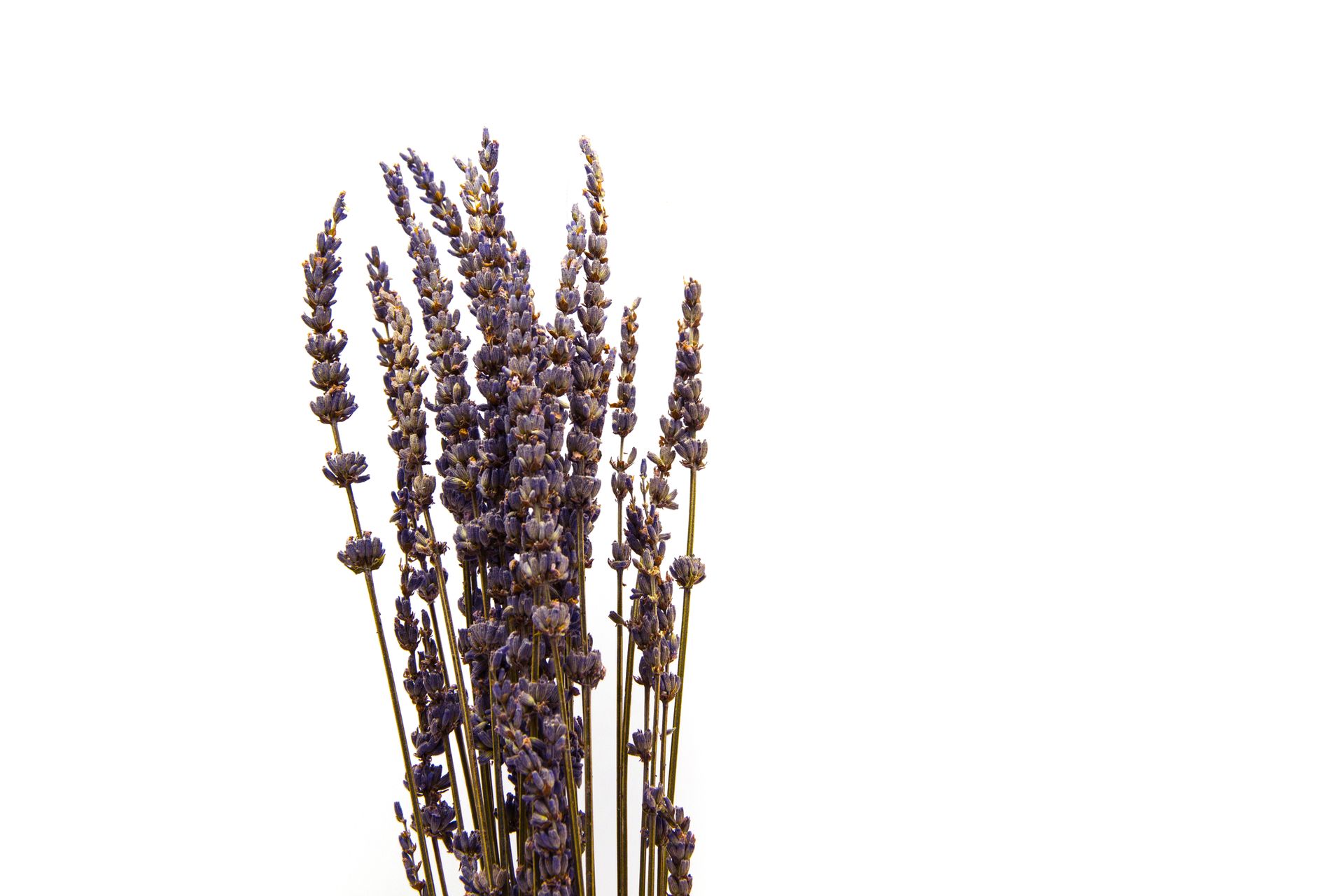 Delicate lavender flowers isolated on a white background, ideal for minimalist and botanical-themed designs.