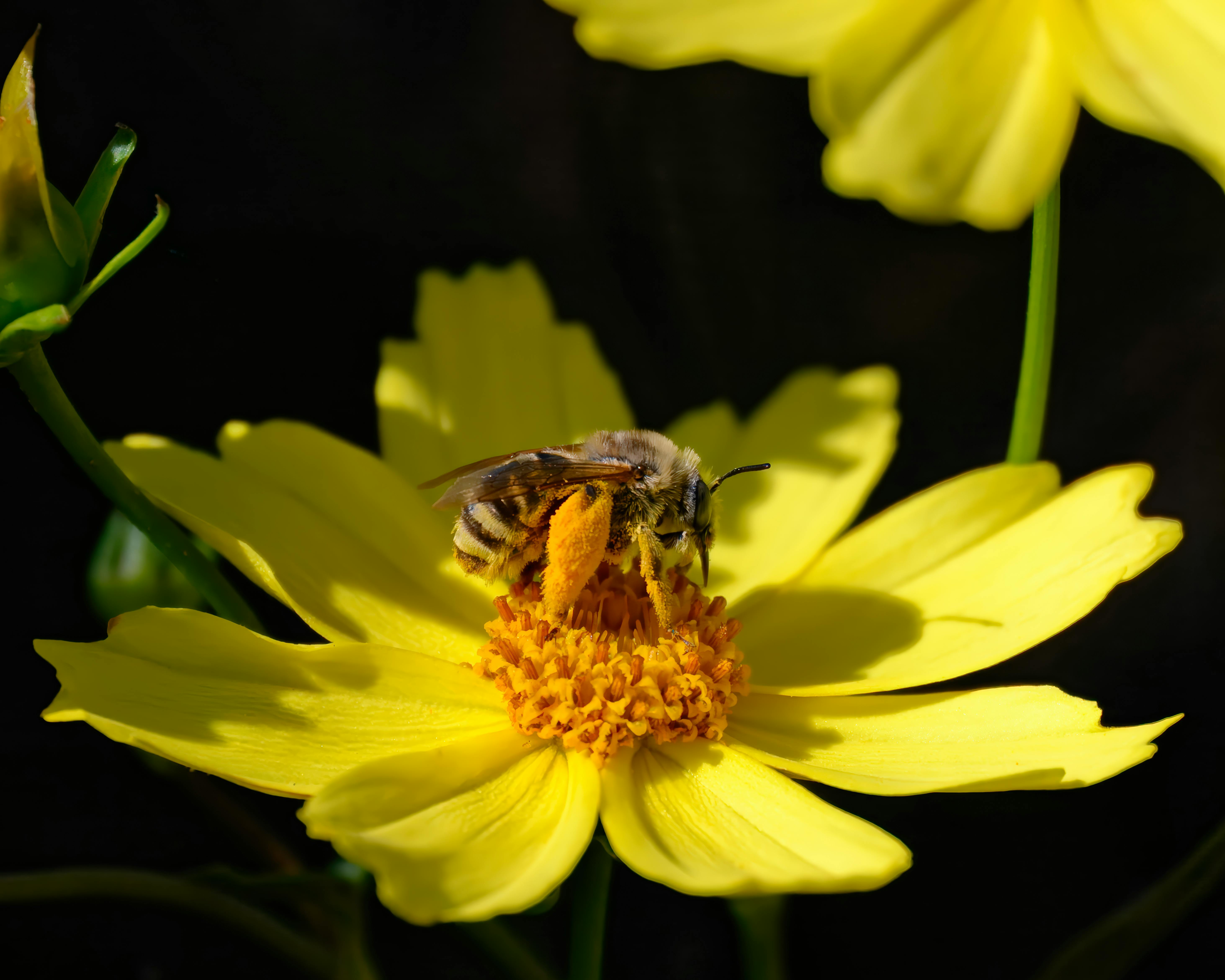 a bee is on a yellow flower with black background