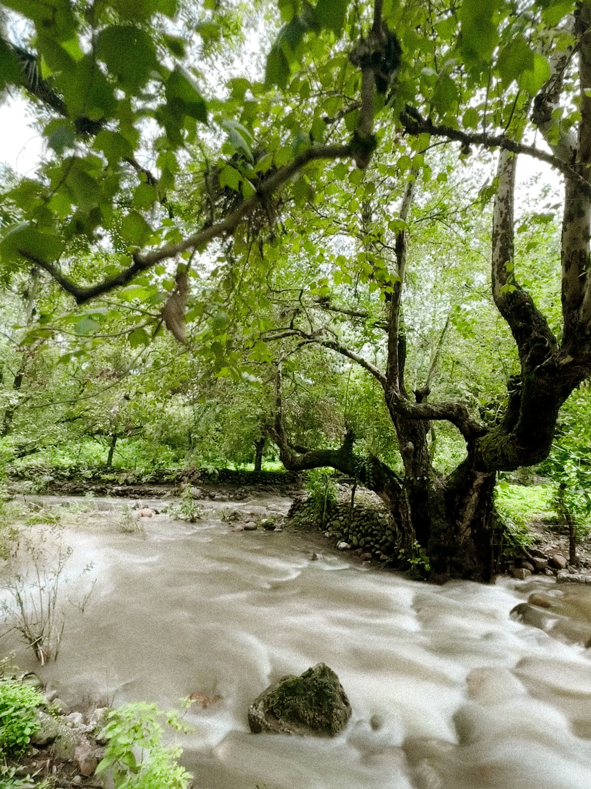 A river flowing through a forest with trees · Free Stock Photo