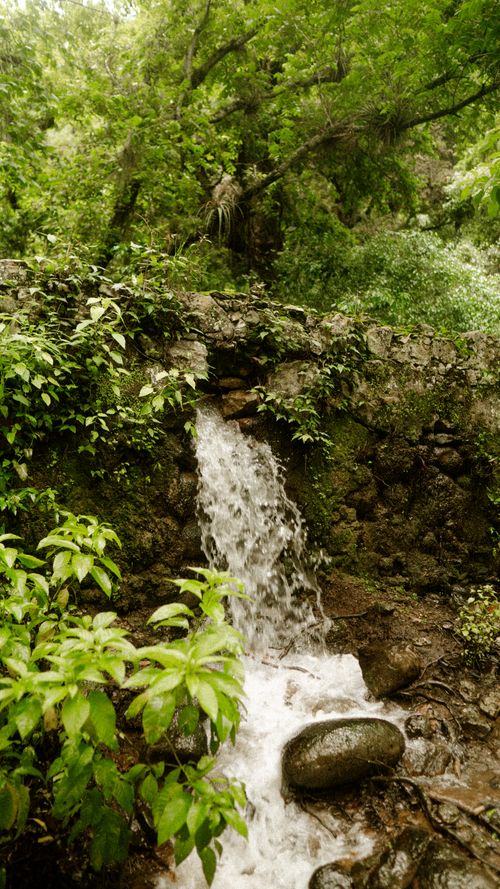 Free A scenic view of a small waterfall surrounded by lush greenery in a forest setting. Stock Photo