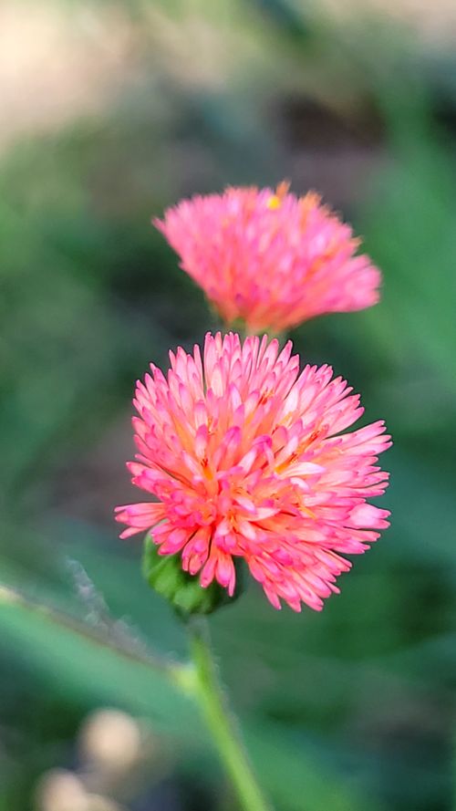 Free Close-up of a vibrant pink chrysanthemum in full bloom, showcasing delicate petals in a garden setting. Stock Photo