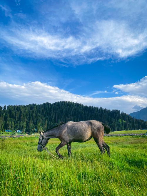 Free A peaceful horse grazes in a lush grassland with forested hills and blue sky in summer. Stock Photo