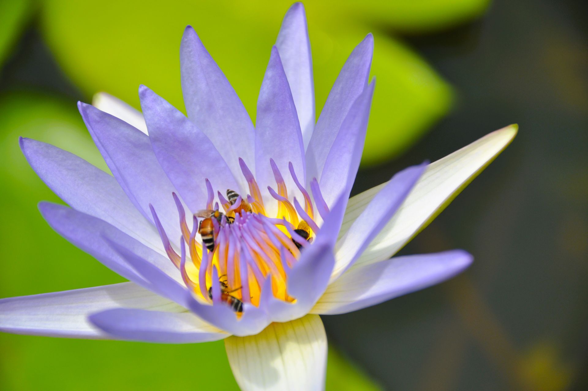 Close-up of a purple water lily with bees collecting nectar, set against a natural backdrop.