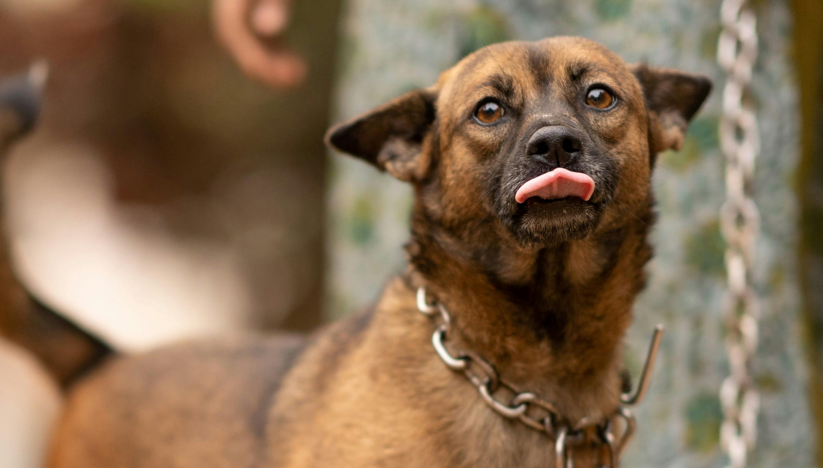 Deciphering the Meaning Behind Common Animal Gestures in GIFs