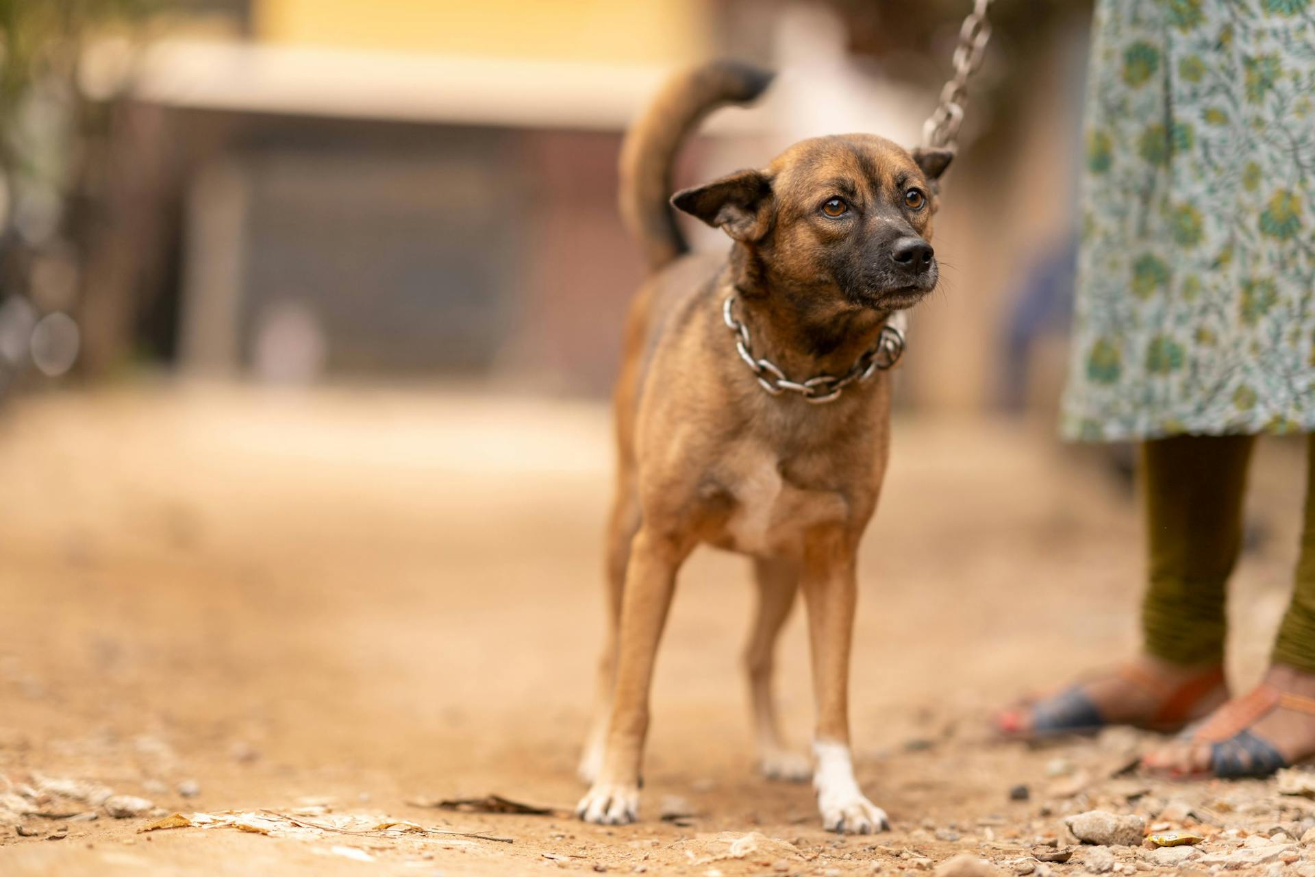 A dog is tied to a chain on the ground