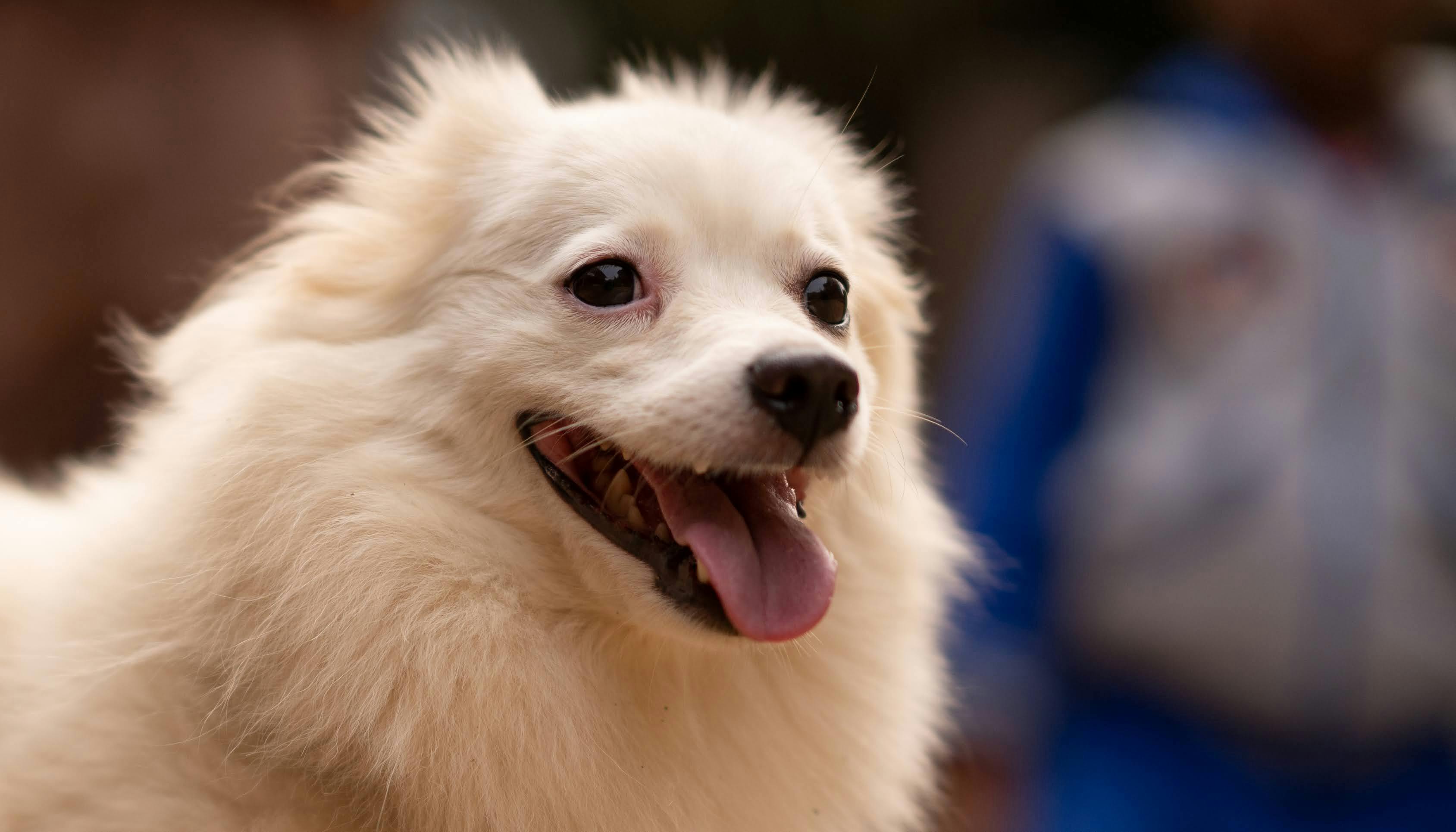 Close-up portrait of a cute fluffy white dog with tongue out outdoors.
