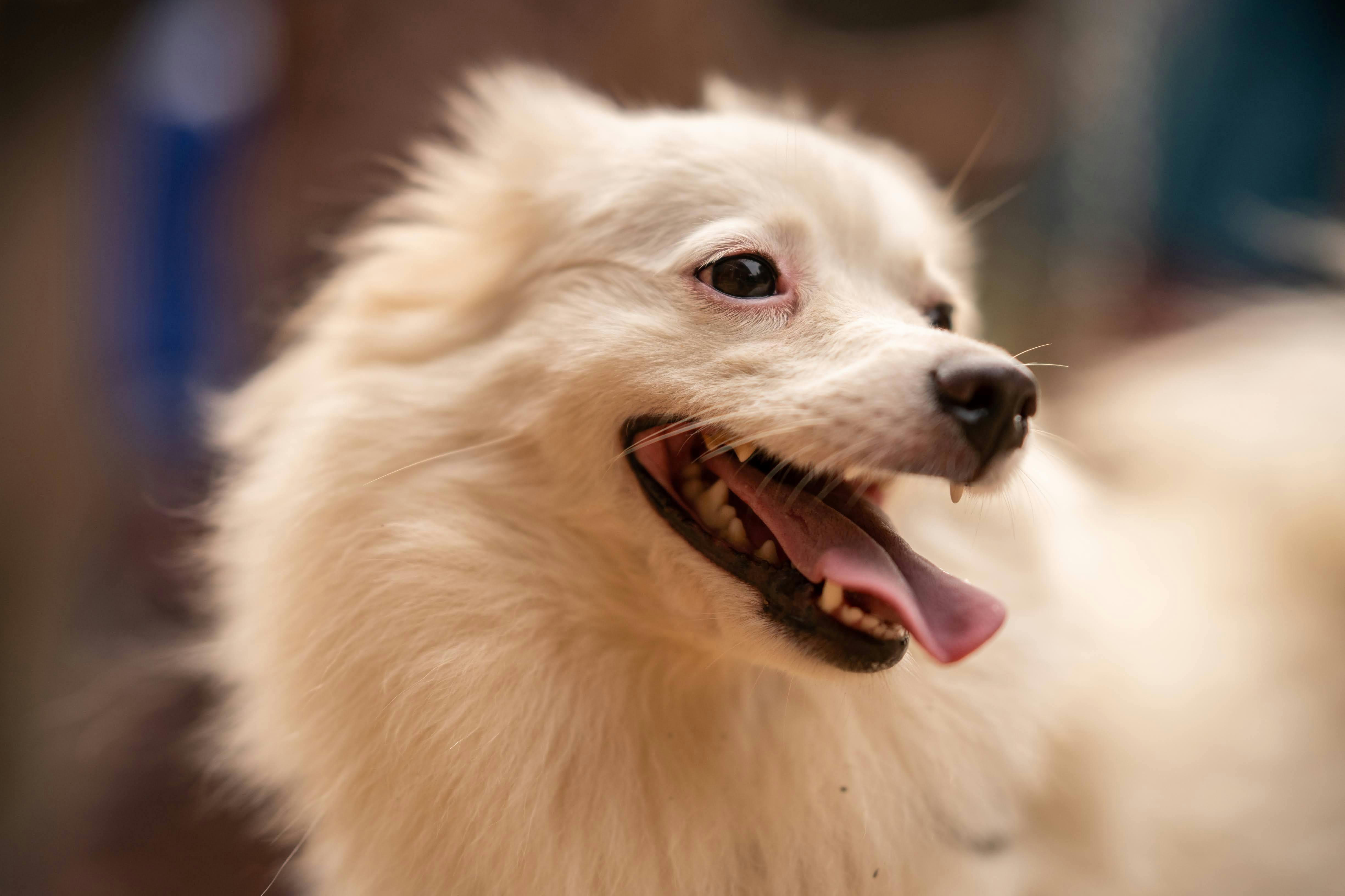 pet lifestyle bhopal — Photo by Pragyan Bezbaruah on Pexels