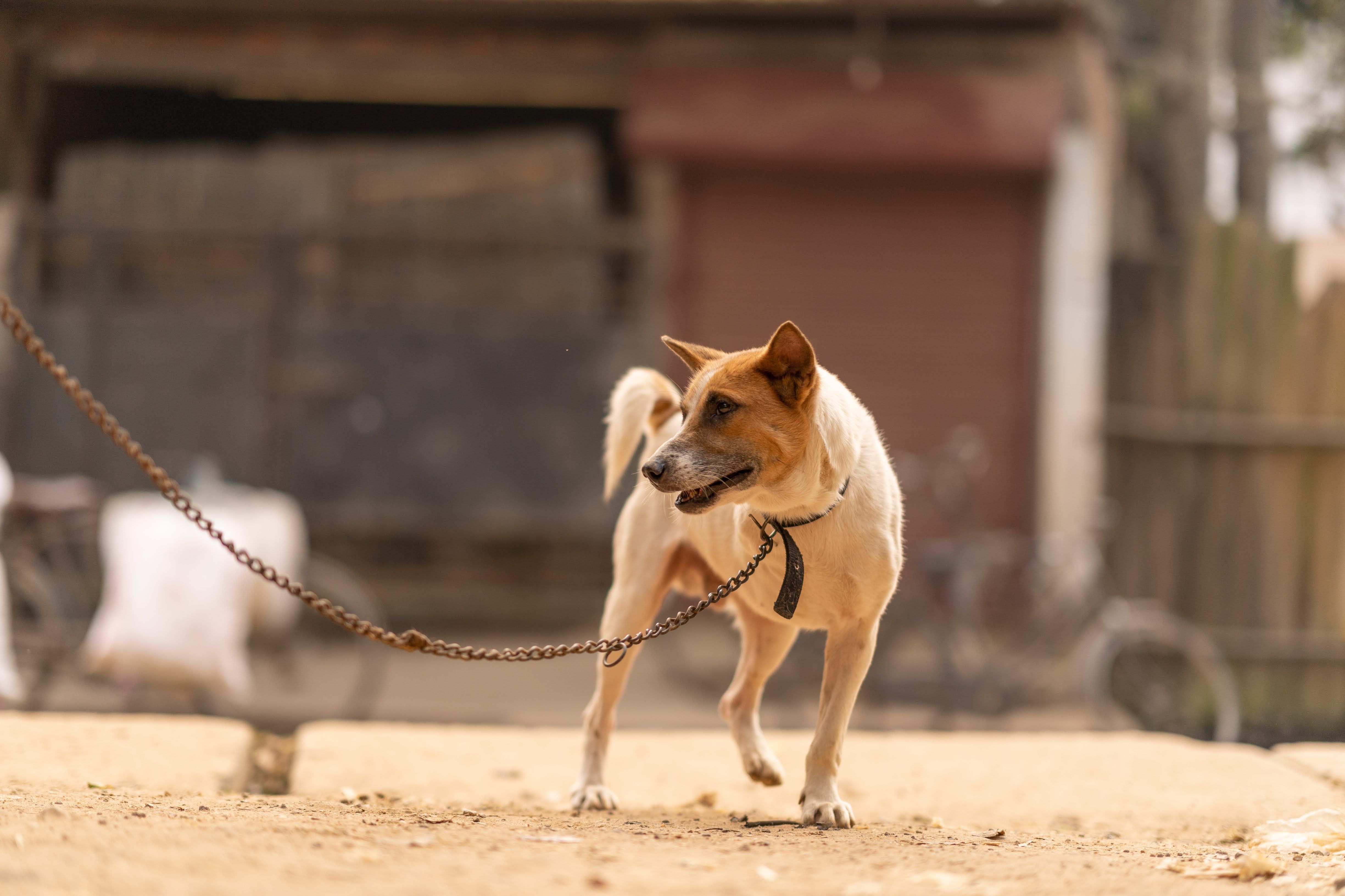 Advanced Insight 3: The Strategic Leash Tether