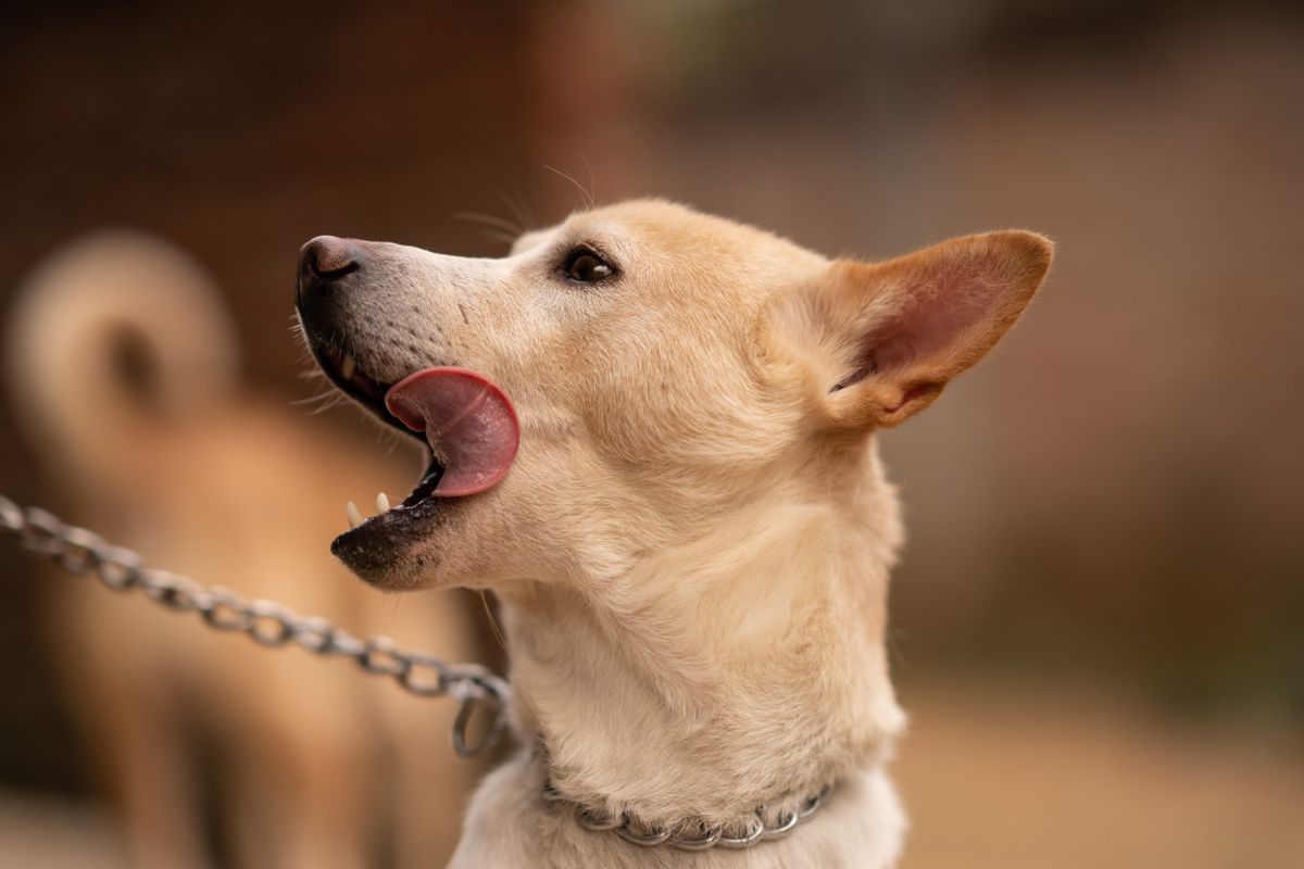 Chien qui lèche tout : pourquoi ? - Les causes médicales du léchage excessif chez le chien