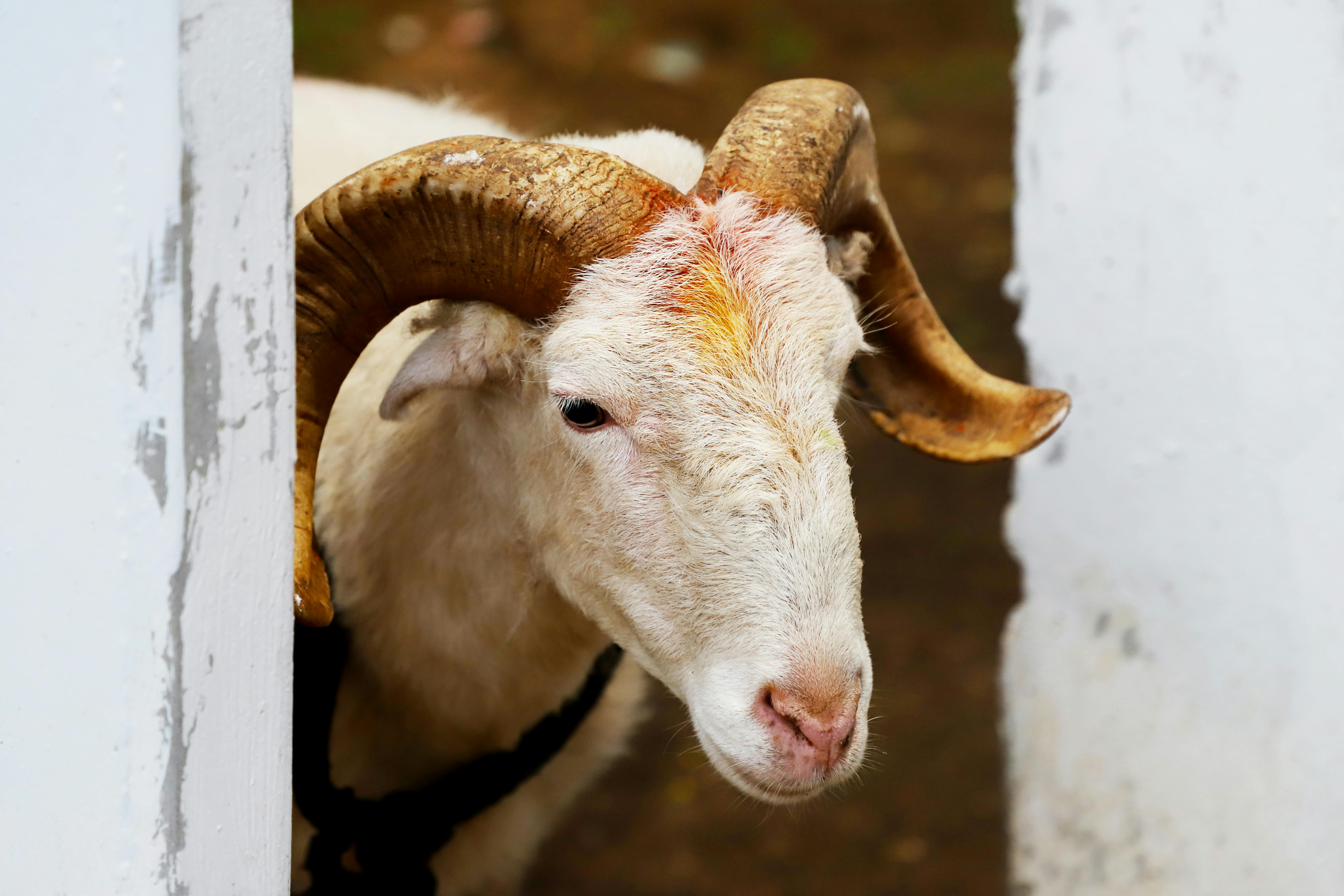 Gratuit Photos gratuites de agriculture, agriculture domestique, animal Photos