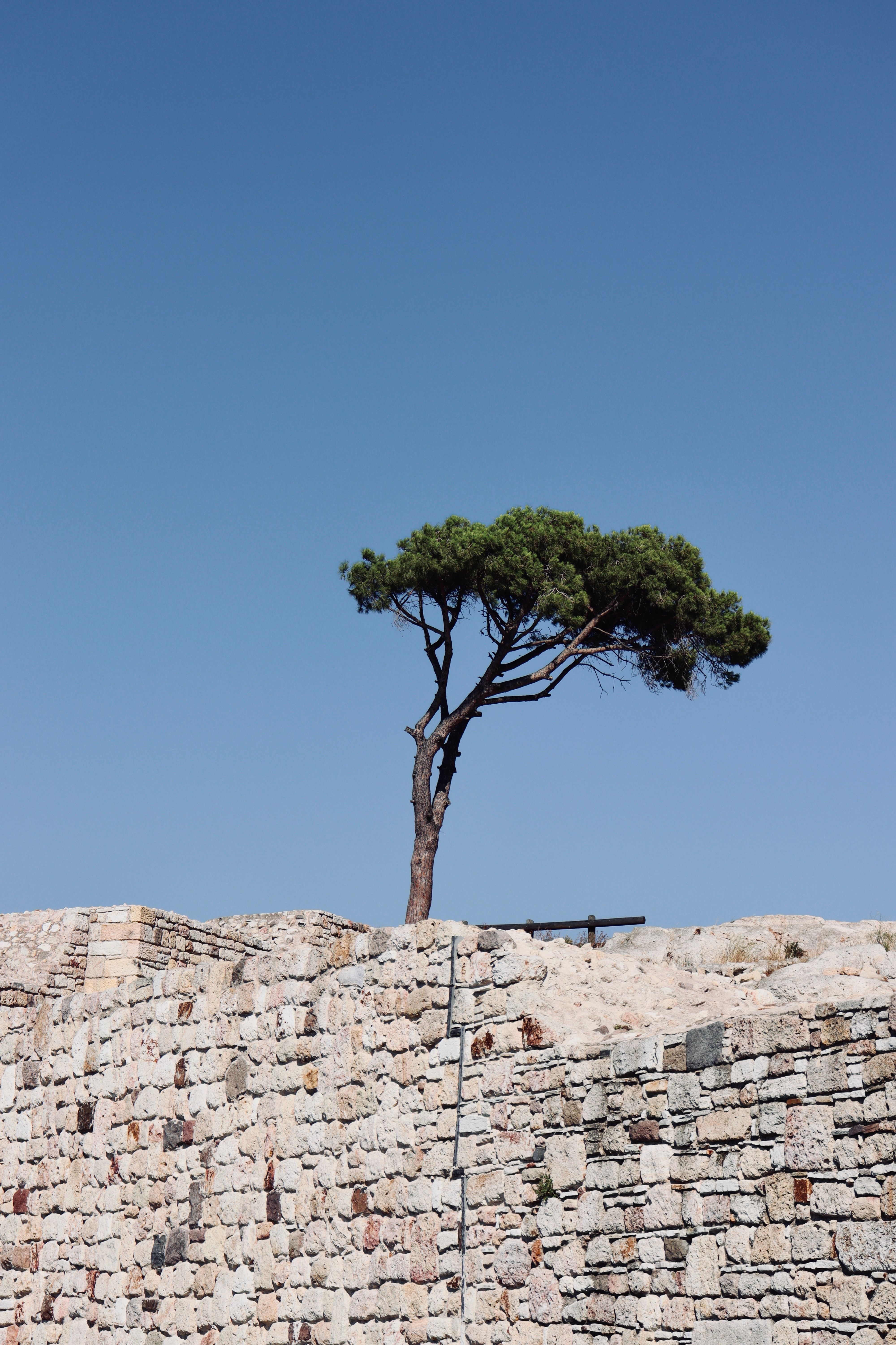 A solitary tree stands atop an ancient stone wall against a clear blue sky, reflecting timeless beauty.