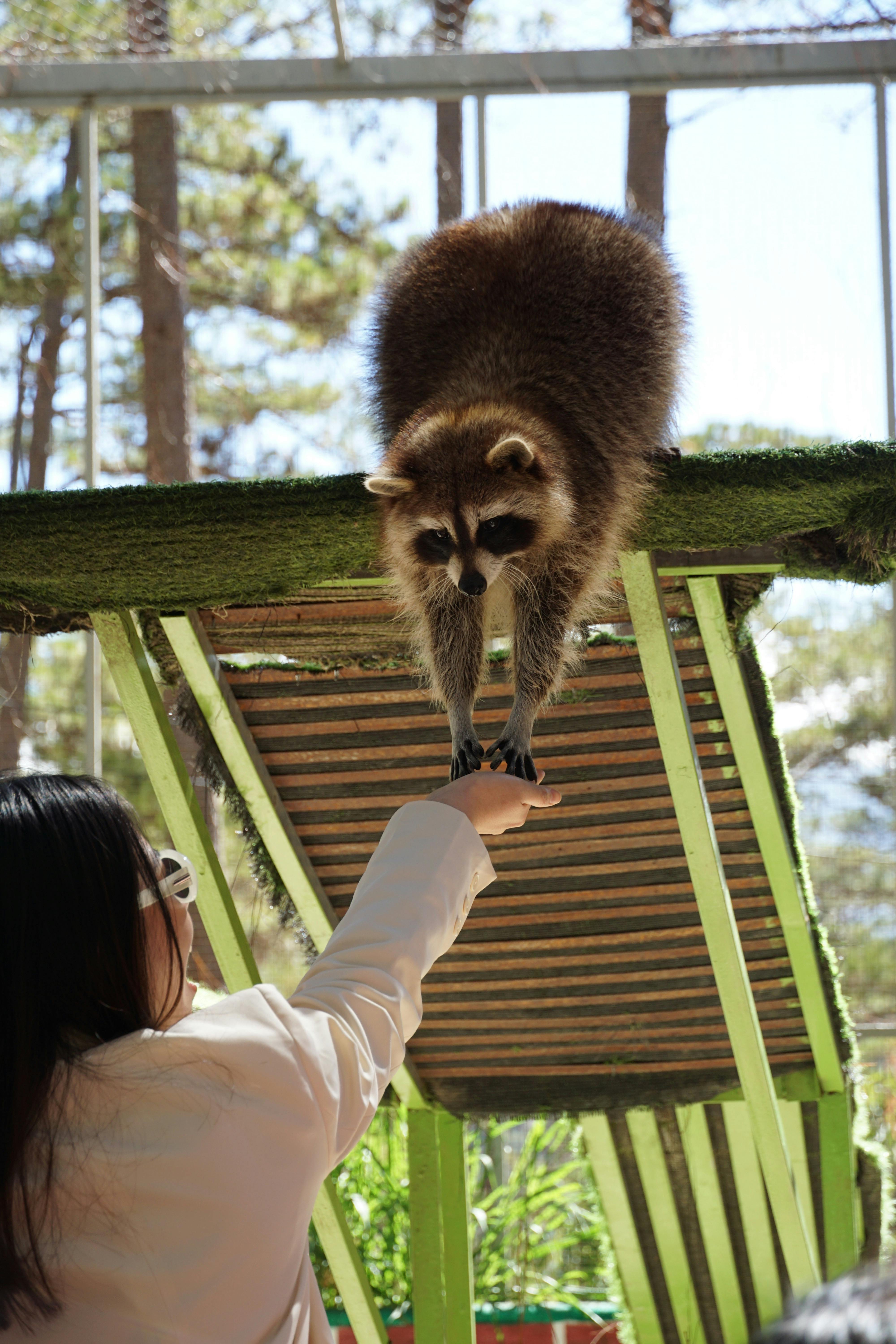 A woman reaching out to pet a raccoon on a tree