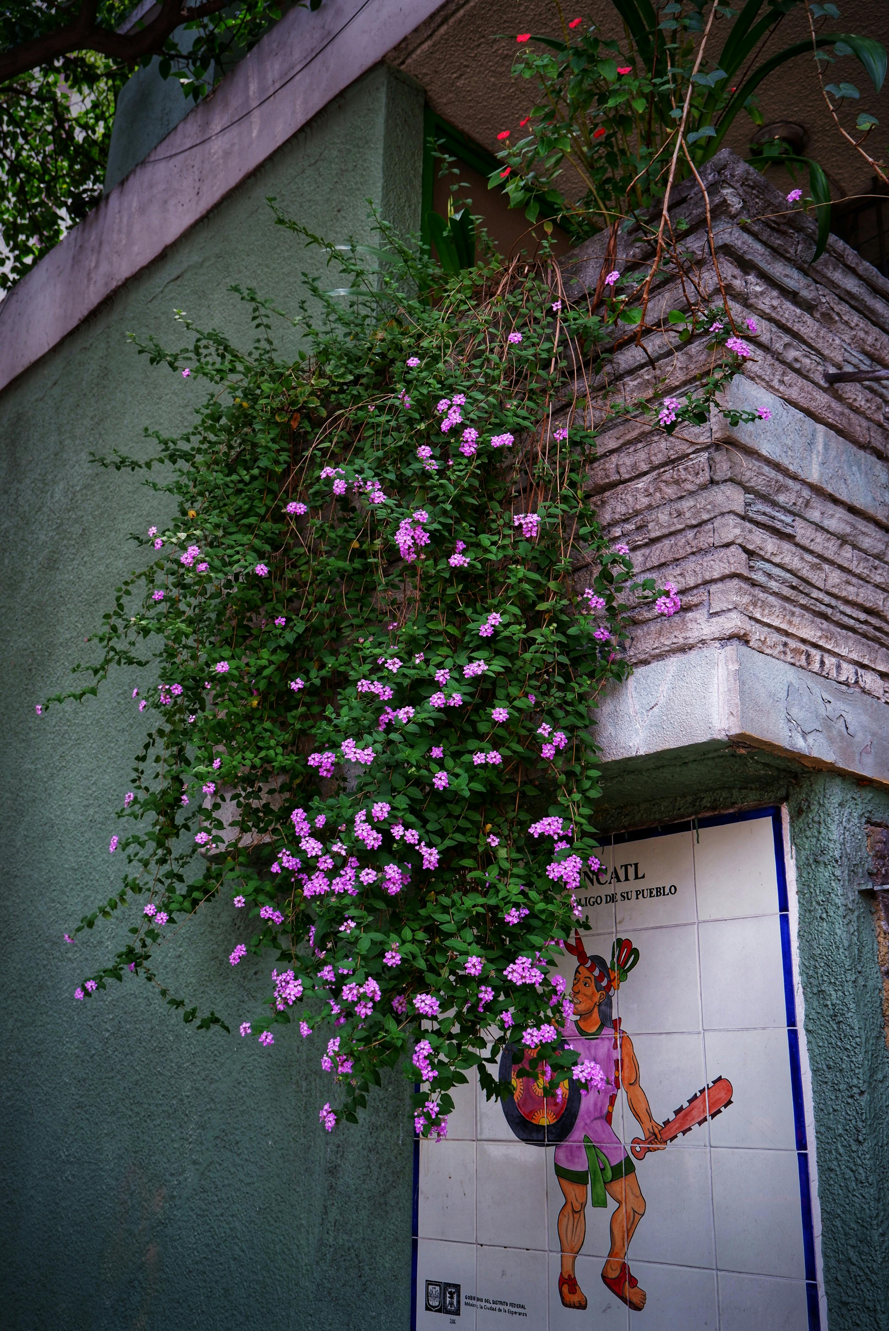 FOTO. Primul mural eco-activ din Cluj-Napoca transformă un zid din Mănăștur într-un filtru natural prin artă.