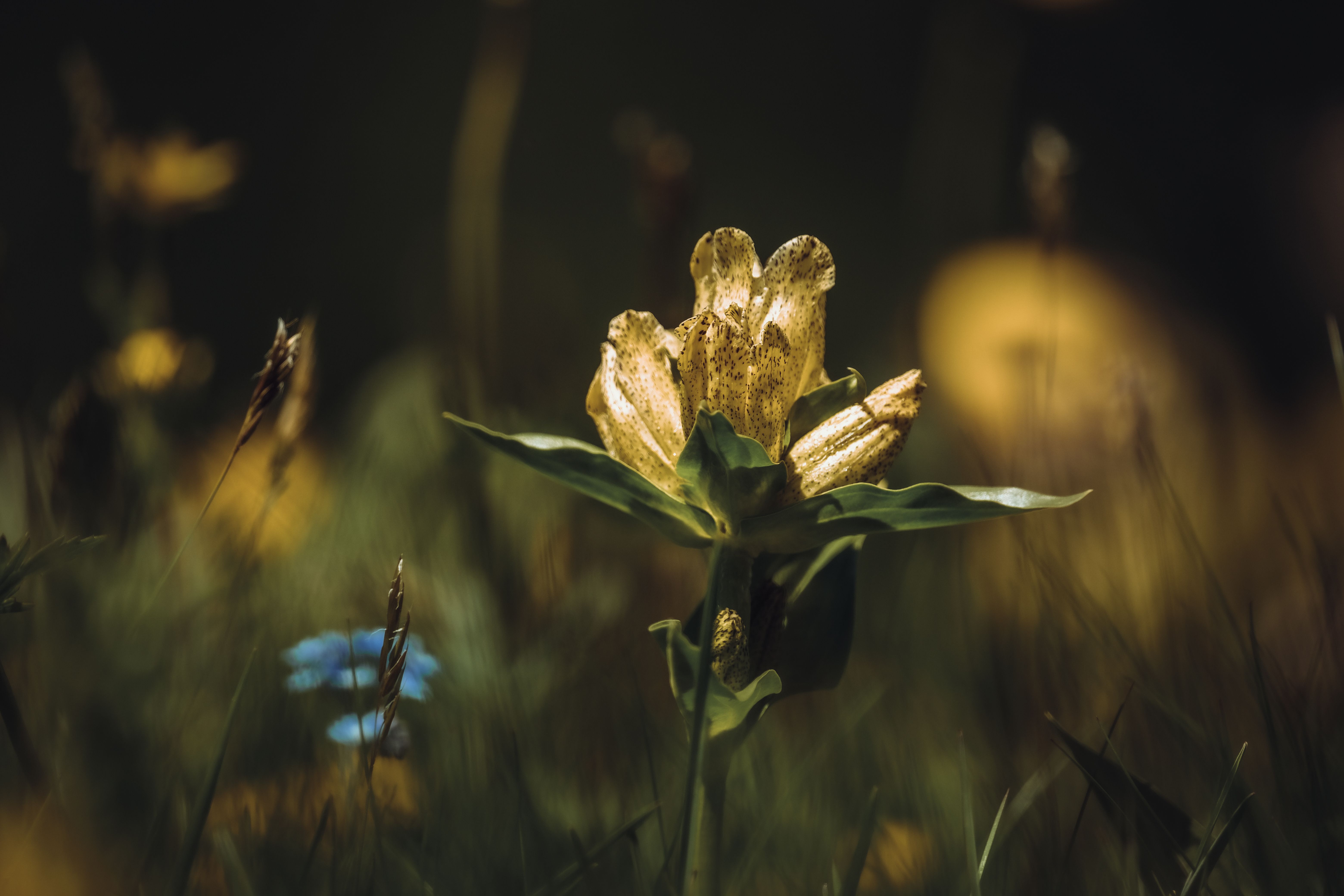 A yellow flower in the middle of a field · Free Stock Photo