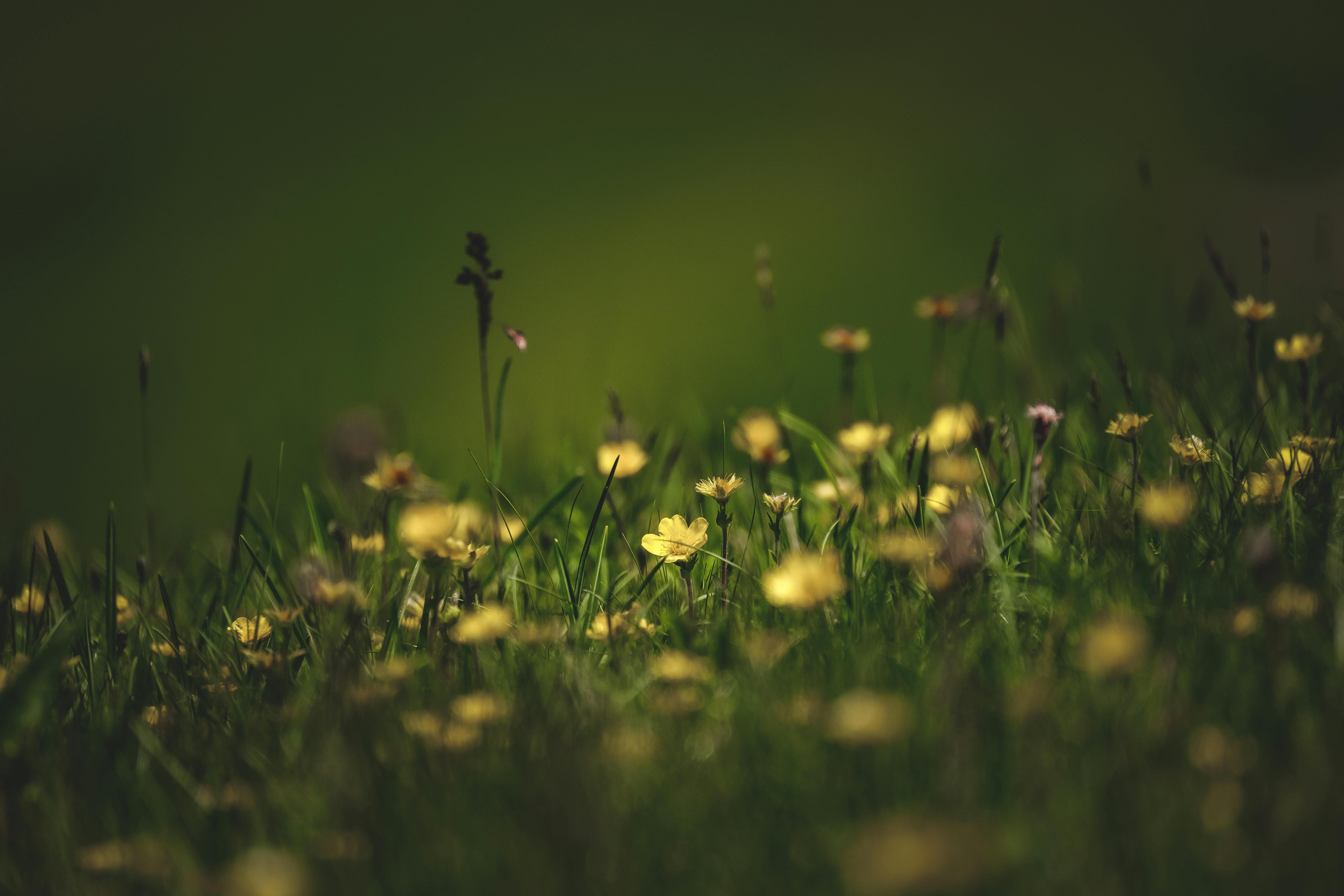A peaceful meadow filled with wildflowers, bathed in the warm glow of sunset.