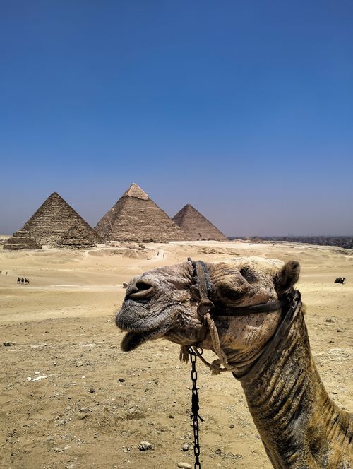Free Close-up of a camel in the desert with the iconic Great Pyramids of Giza in the background under a clear blue sky. Stock Photo
