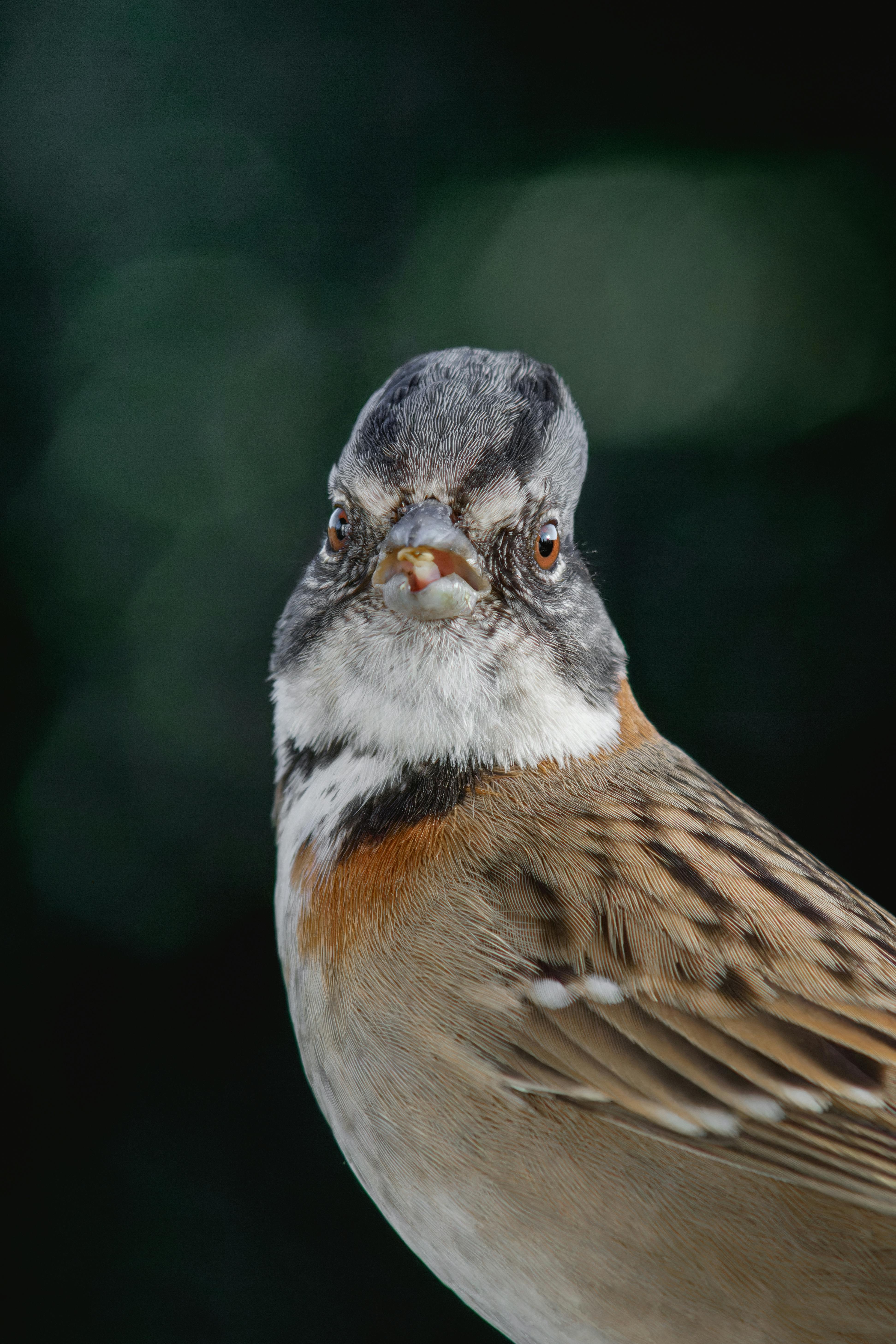 De franc Foto d'estoc gratuïta de a l'aire lliure, amant dels animals, animal Foto d'estoc
