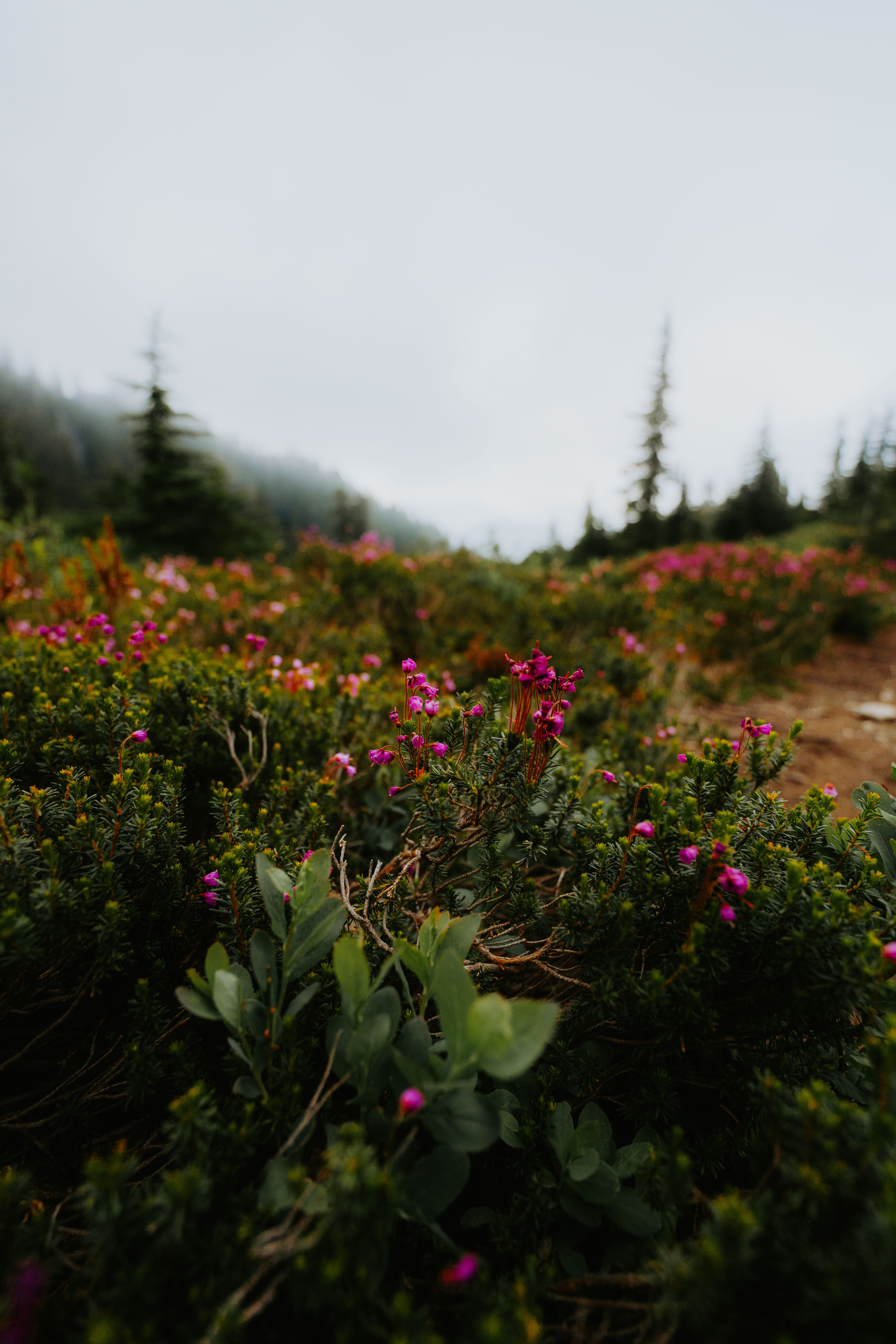 A field of flowers with pink flowers and green grass · Free Stock Photo